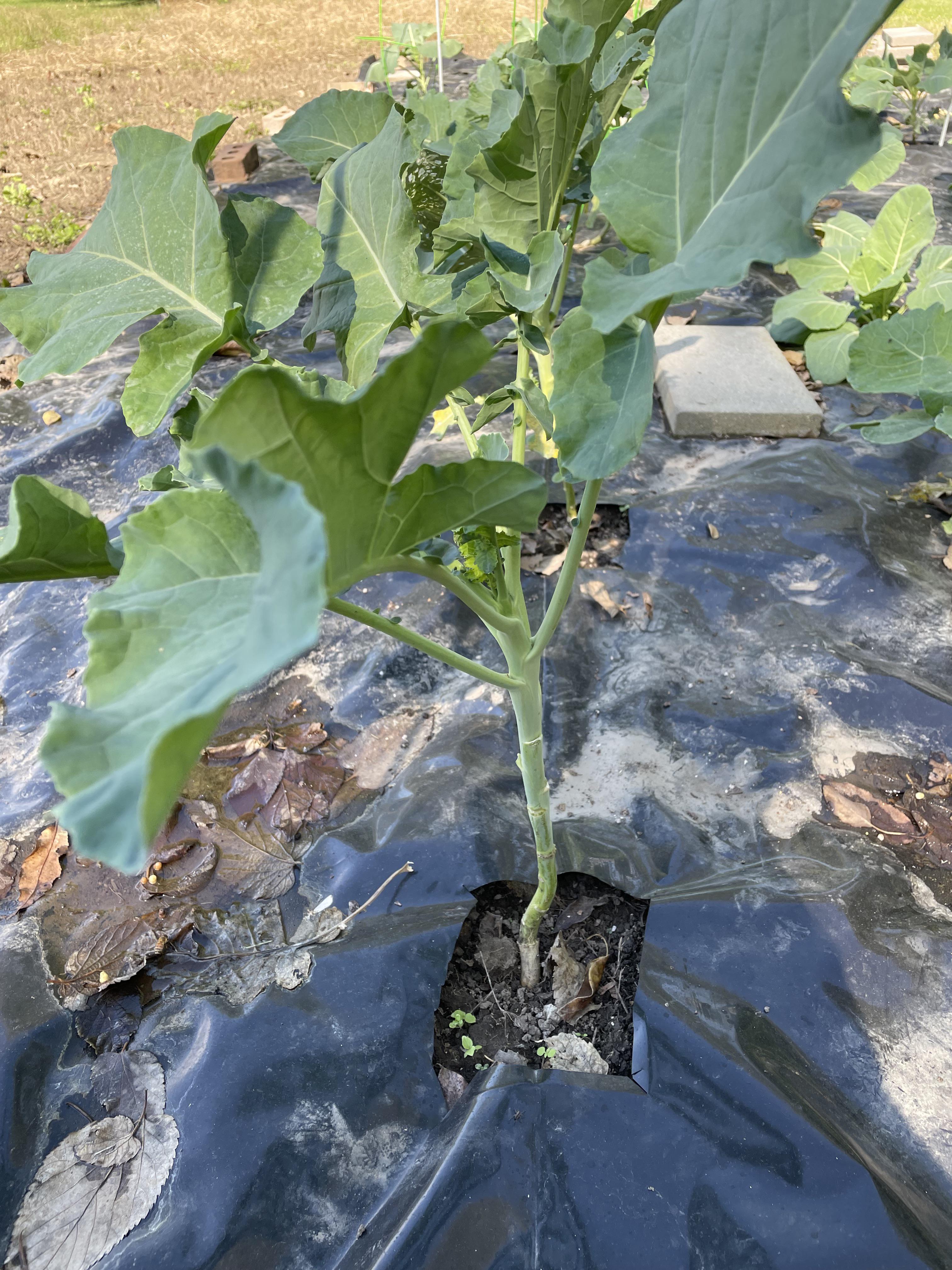 Brussel sprouts not growing? r/vegetablegardening