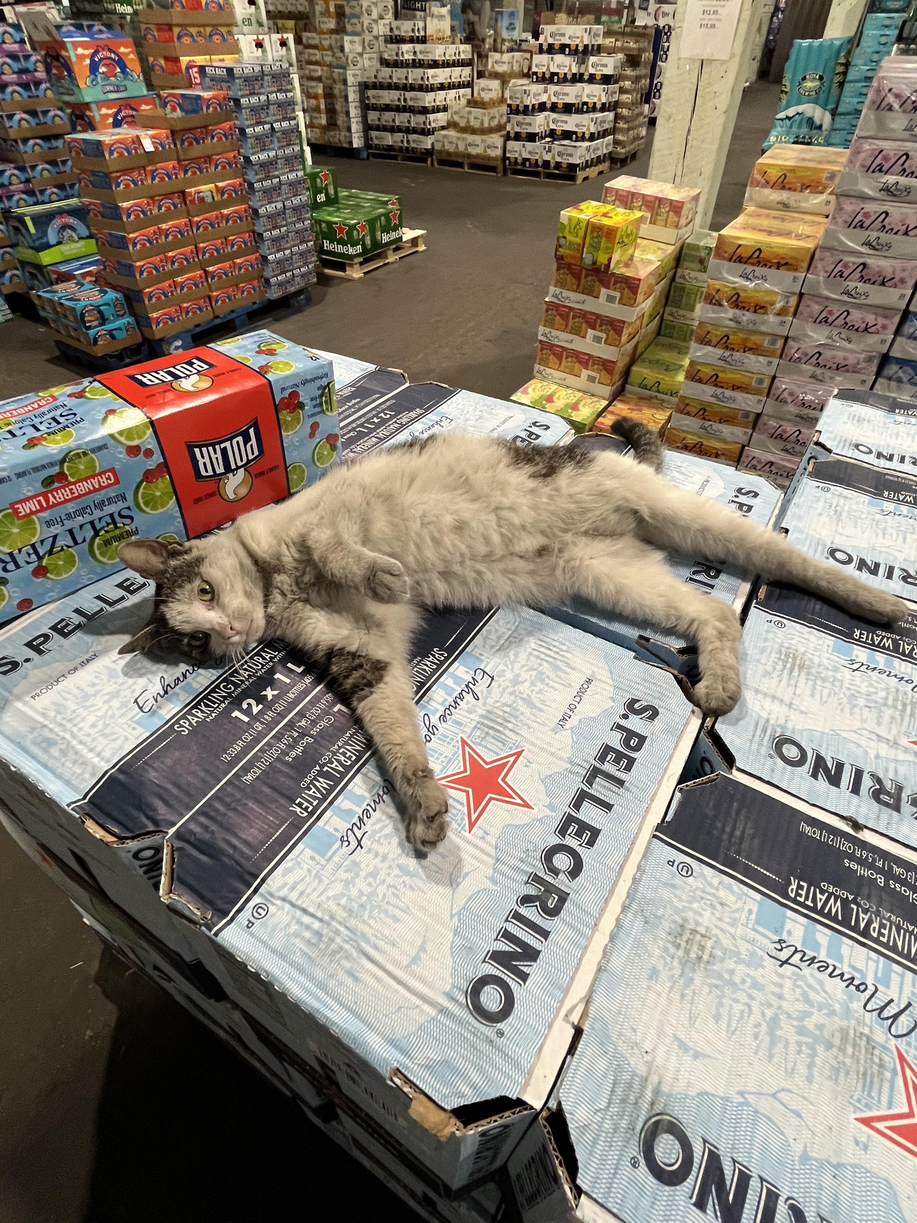 The Nicest Working Cat in South Philadelphia Hopes You All Had a Great