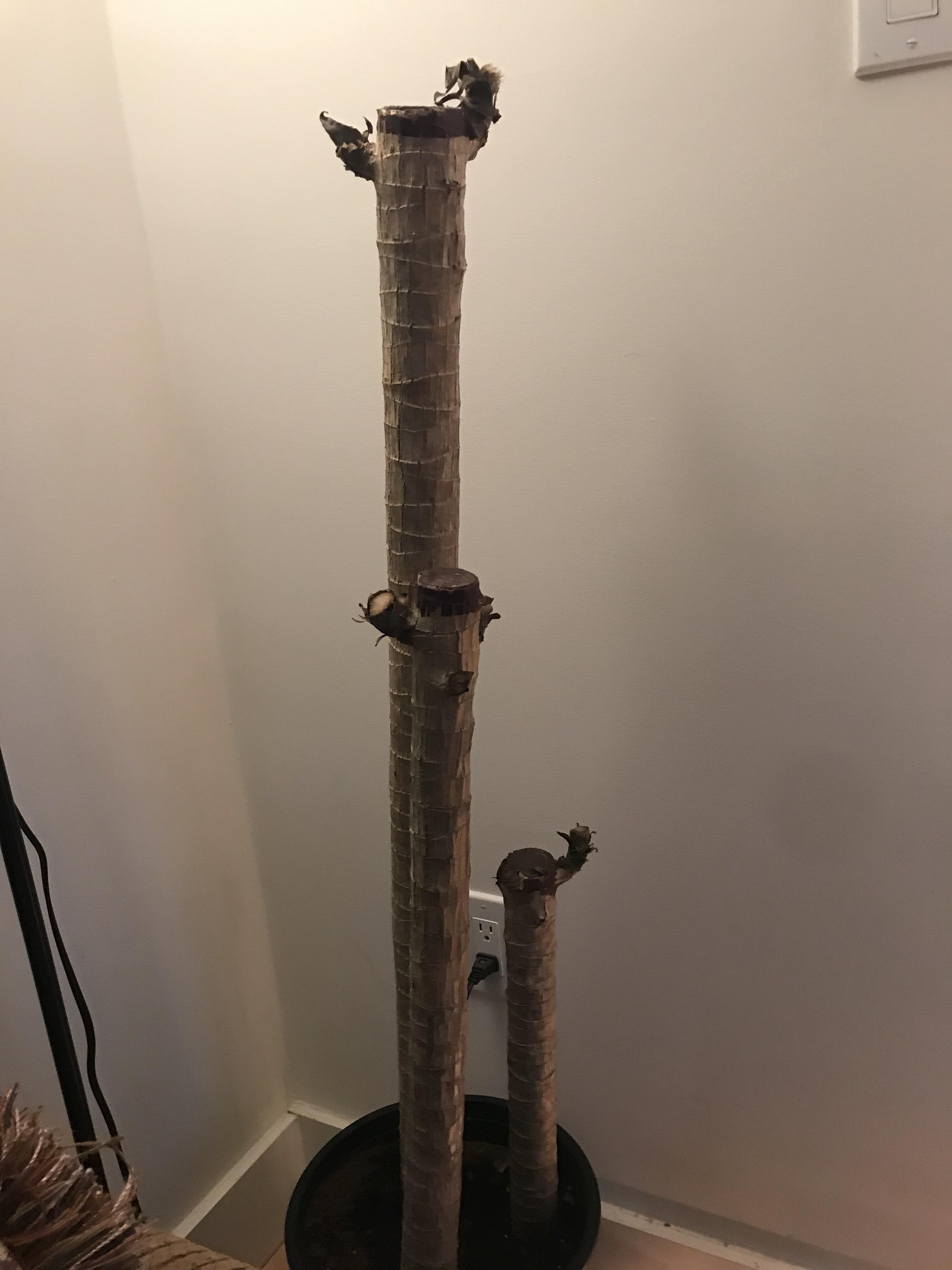 Help! Will my clearance corn plant survive? It was left in a car