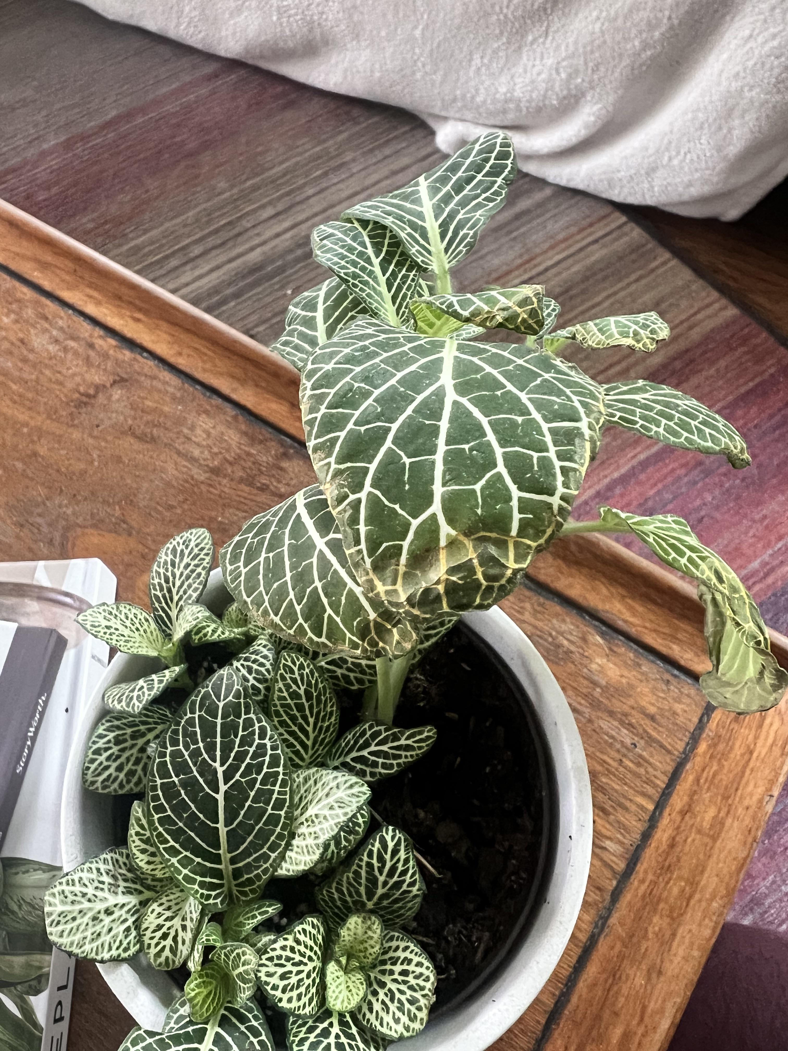Why does my nerve plant have crispy edges? Sits near a humidifier so too much maybe? r/plantclinic