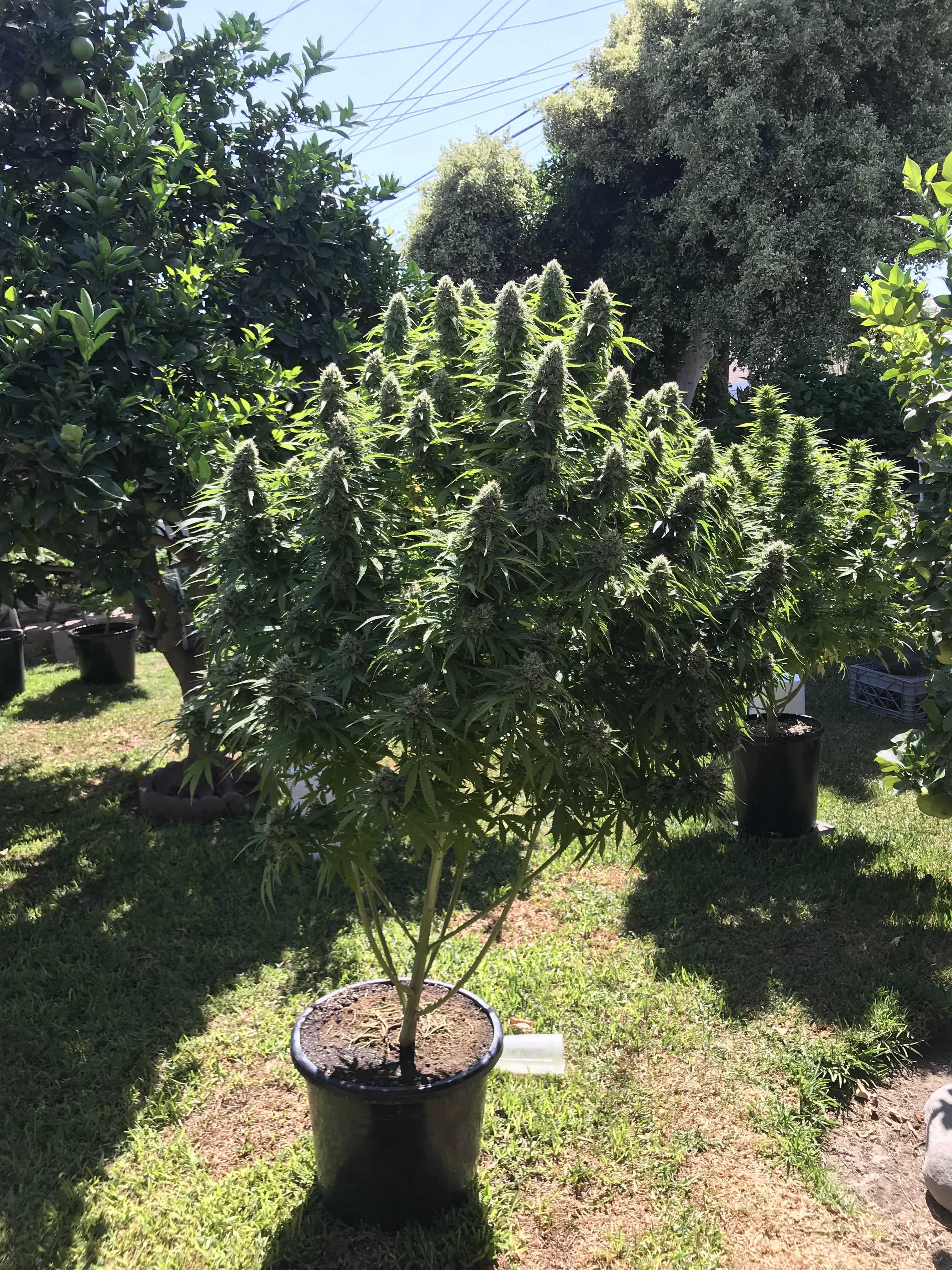 Sour diesel tree r/microgrowery