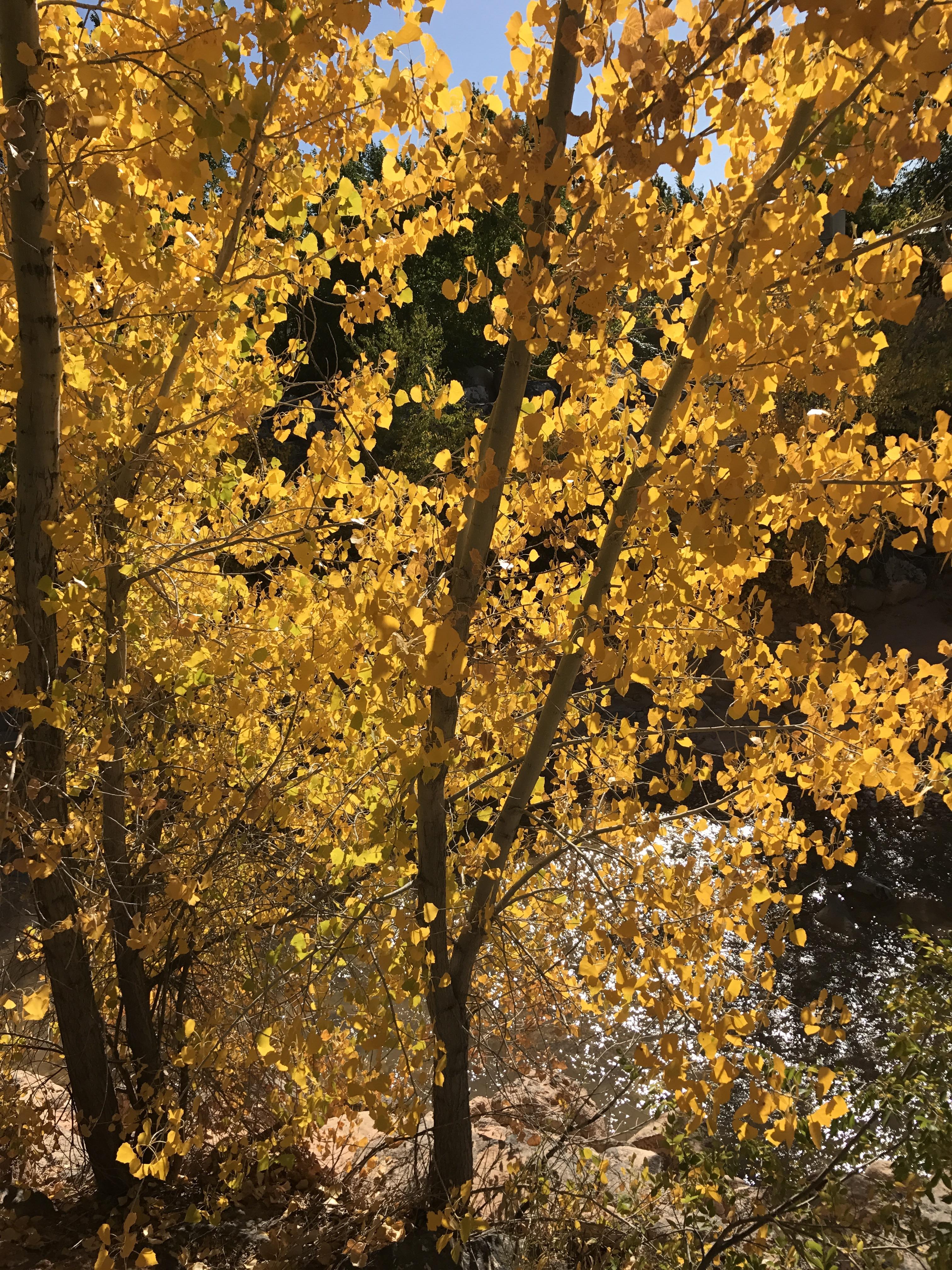 These lovely trees in Cedar City, Utah r/whatsthisplant