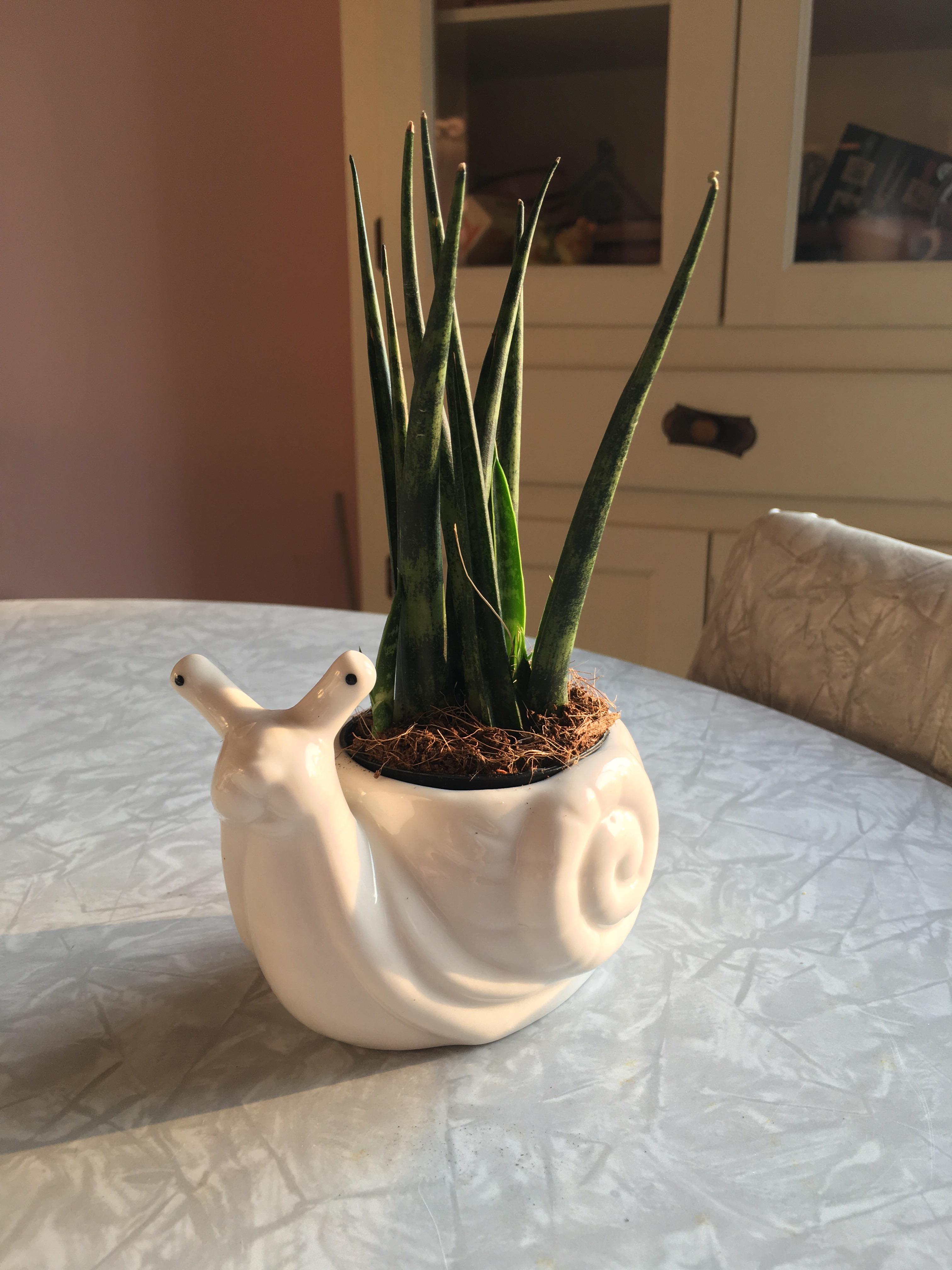 Got the dwarf snake plant and the pot separately ended up being a