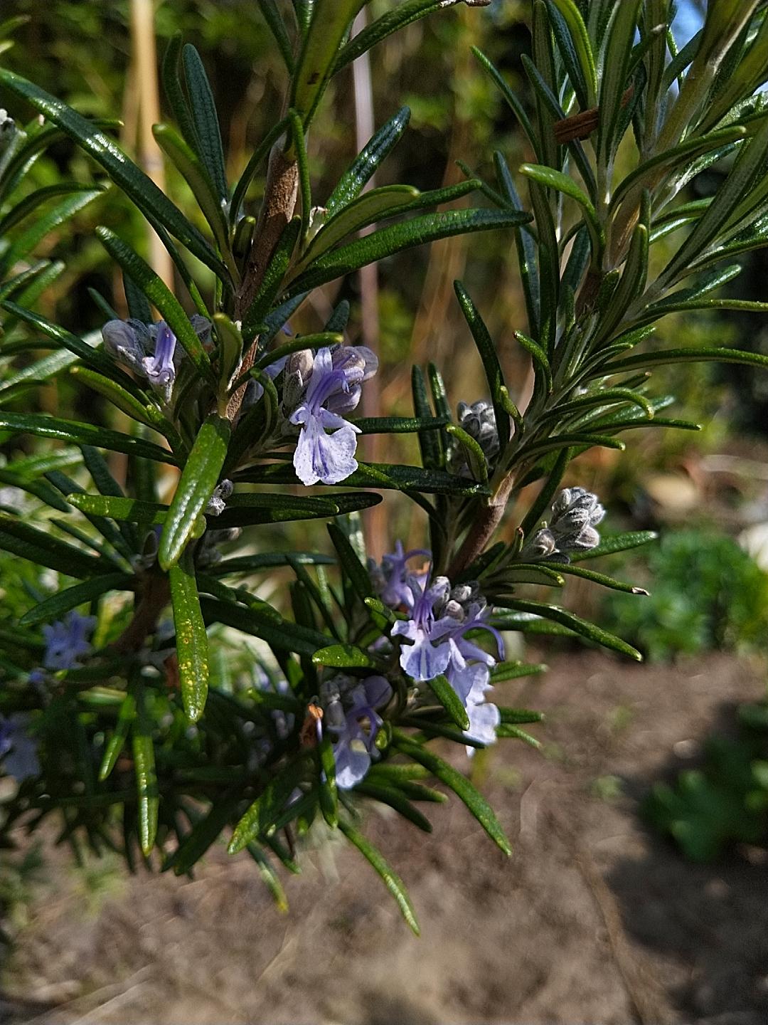 Our rosemary is blooming! r/flowers