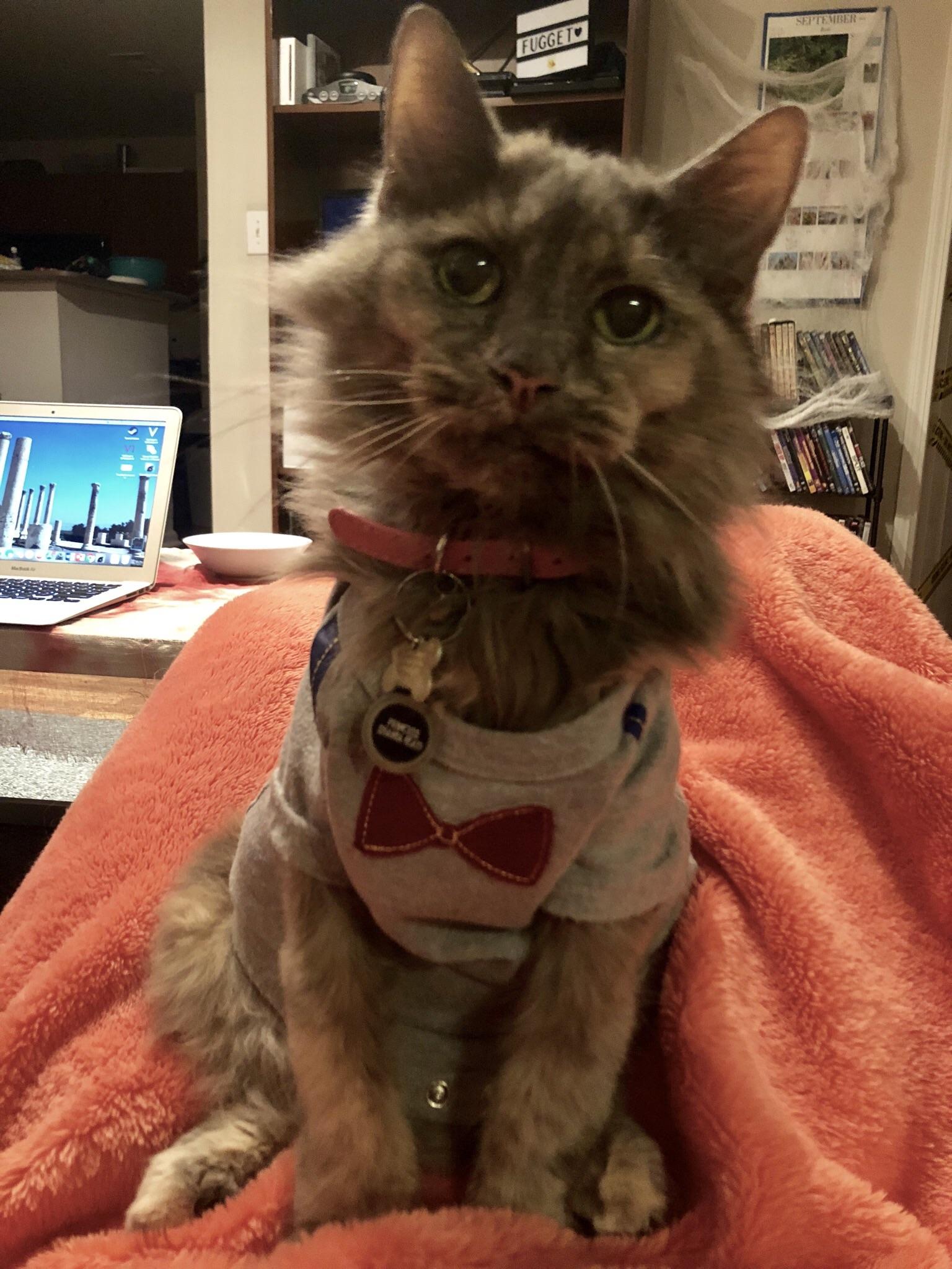 My 19yearold cat named Kat who loves onesies and to be cradled like a