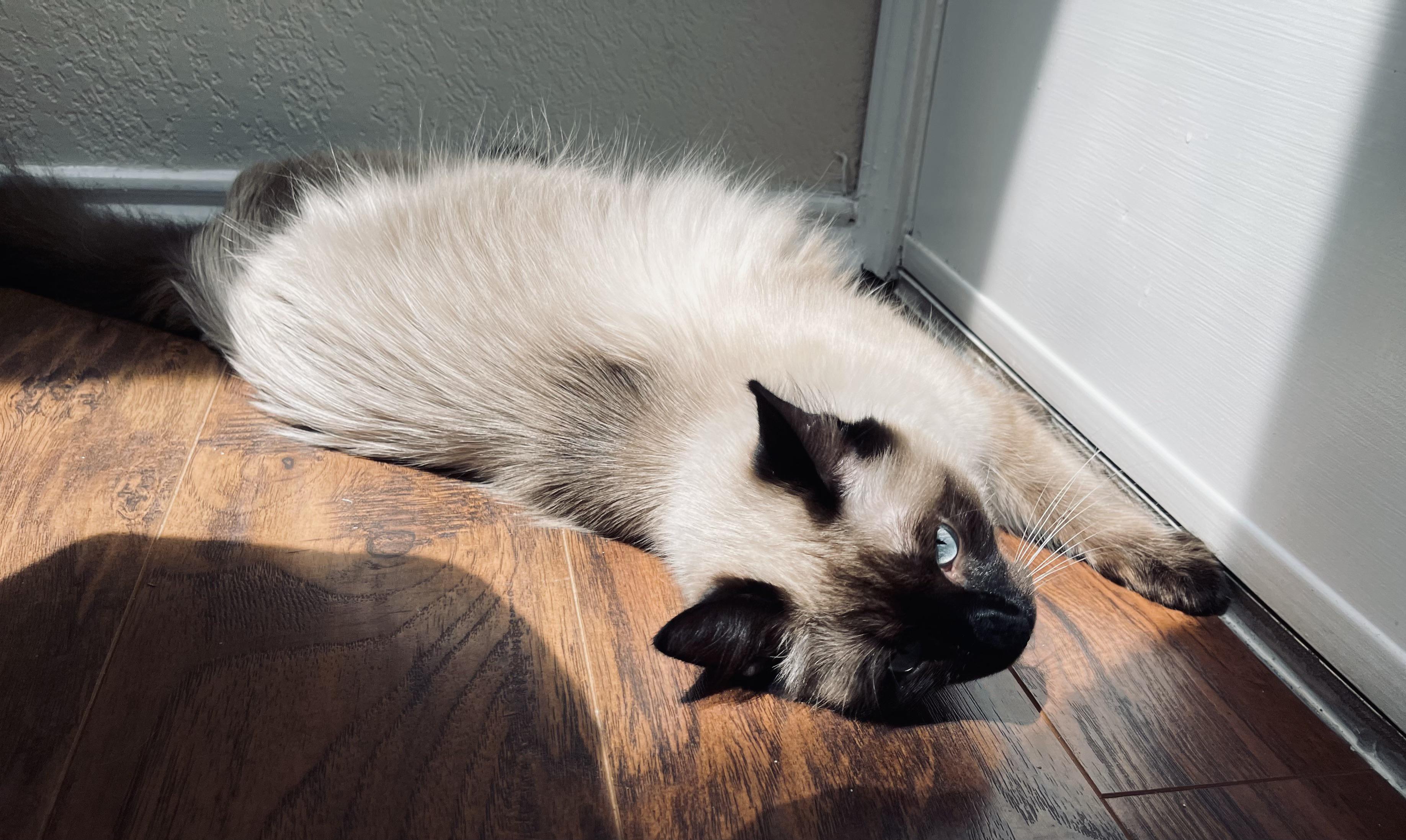 My Siamese posing, so vain r/cats