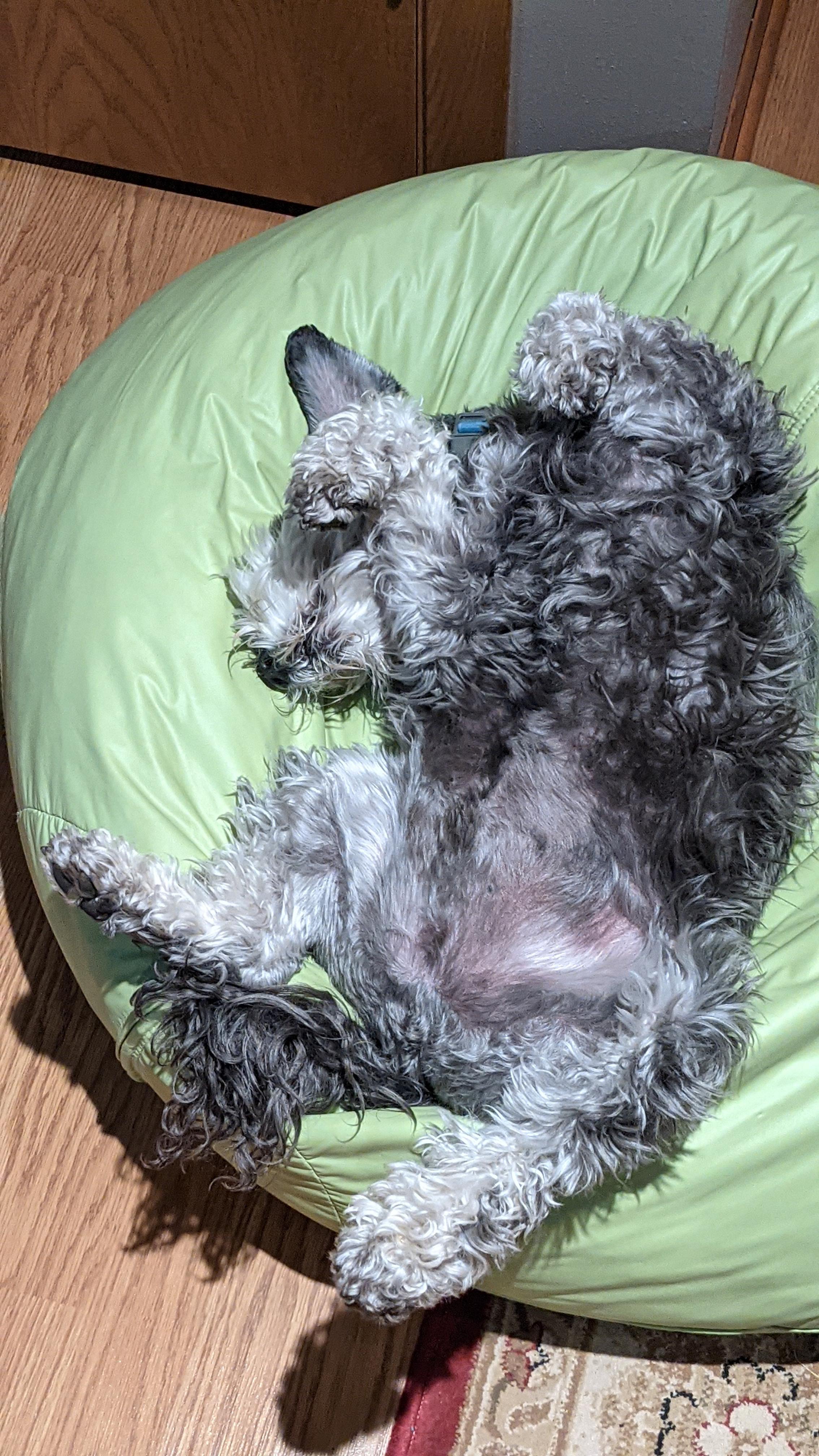 Why Does My Schnauzer Stink