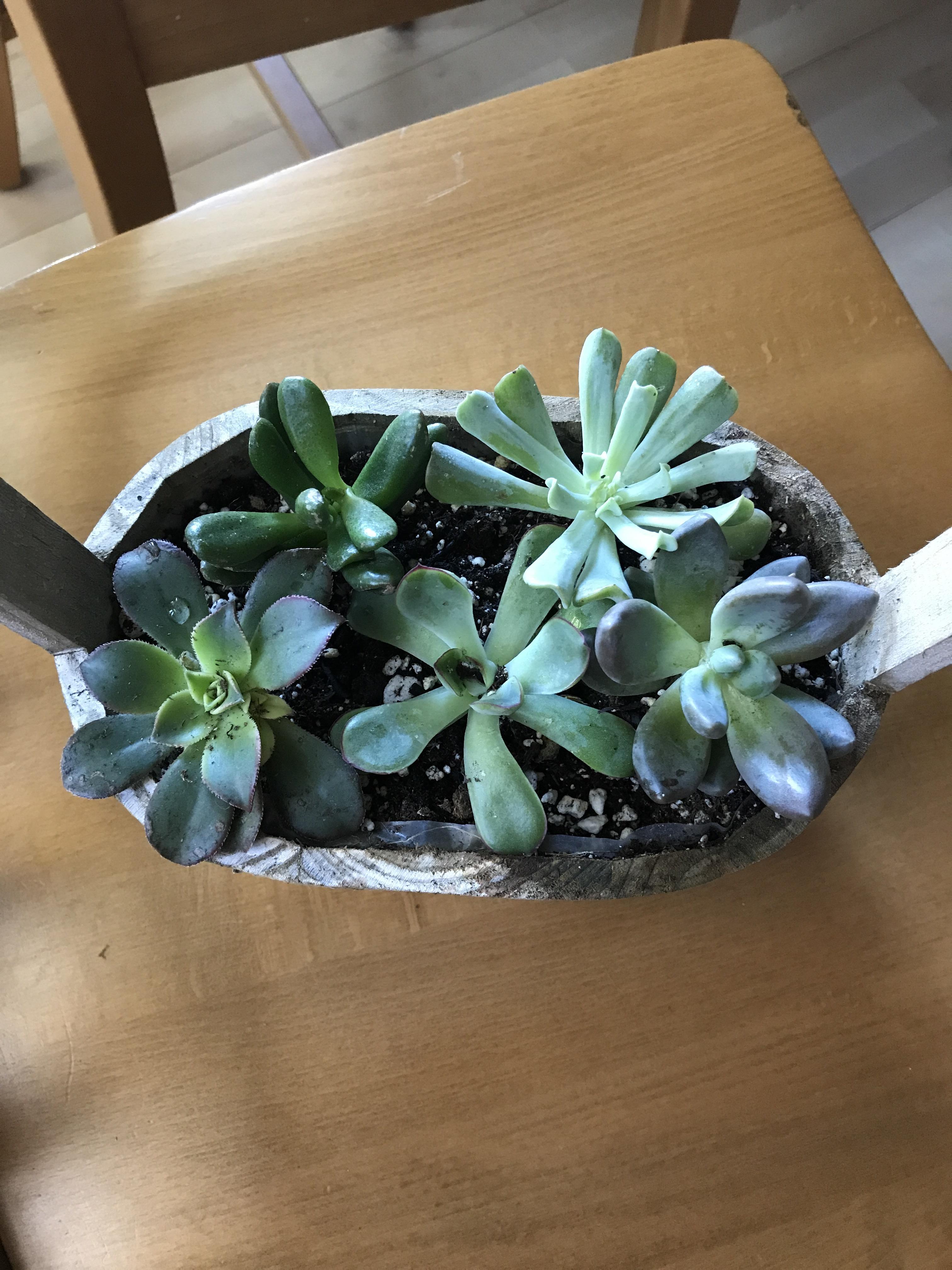 Planted these guys a few weeks ago. Is it too crowded? Is so