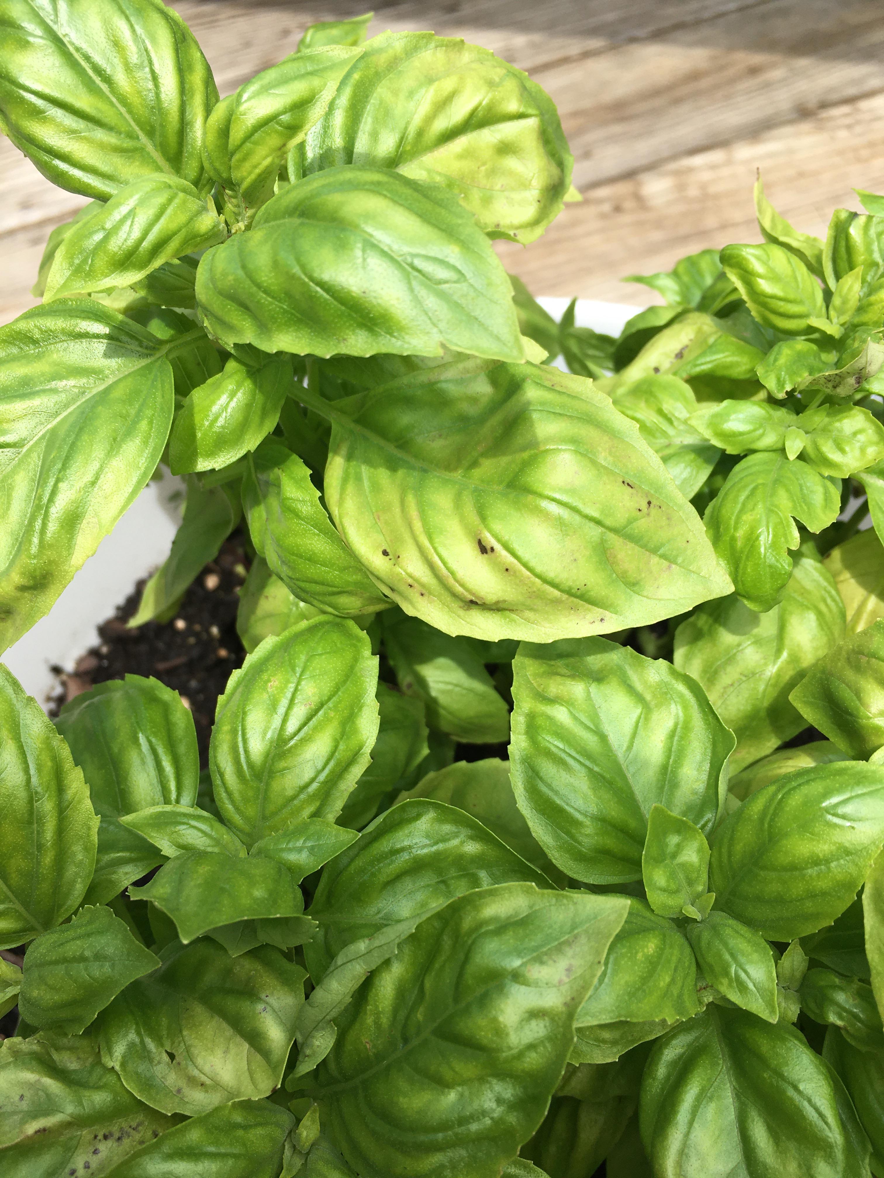Basil leaves are starting to yellow and I’m noticing small brown spots. This just started about
