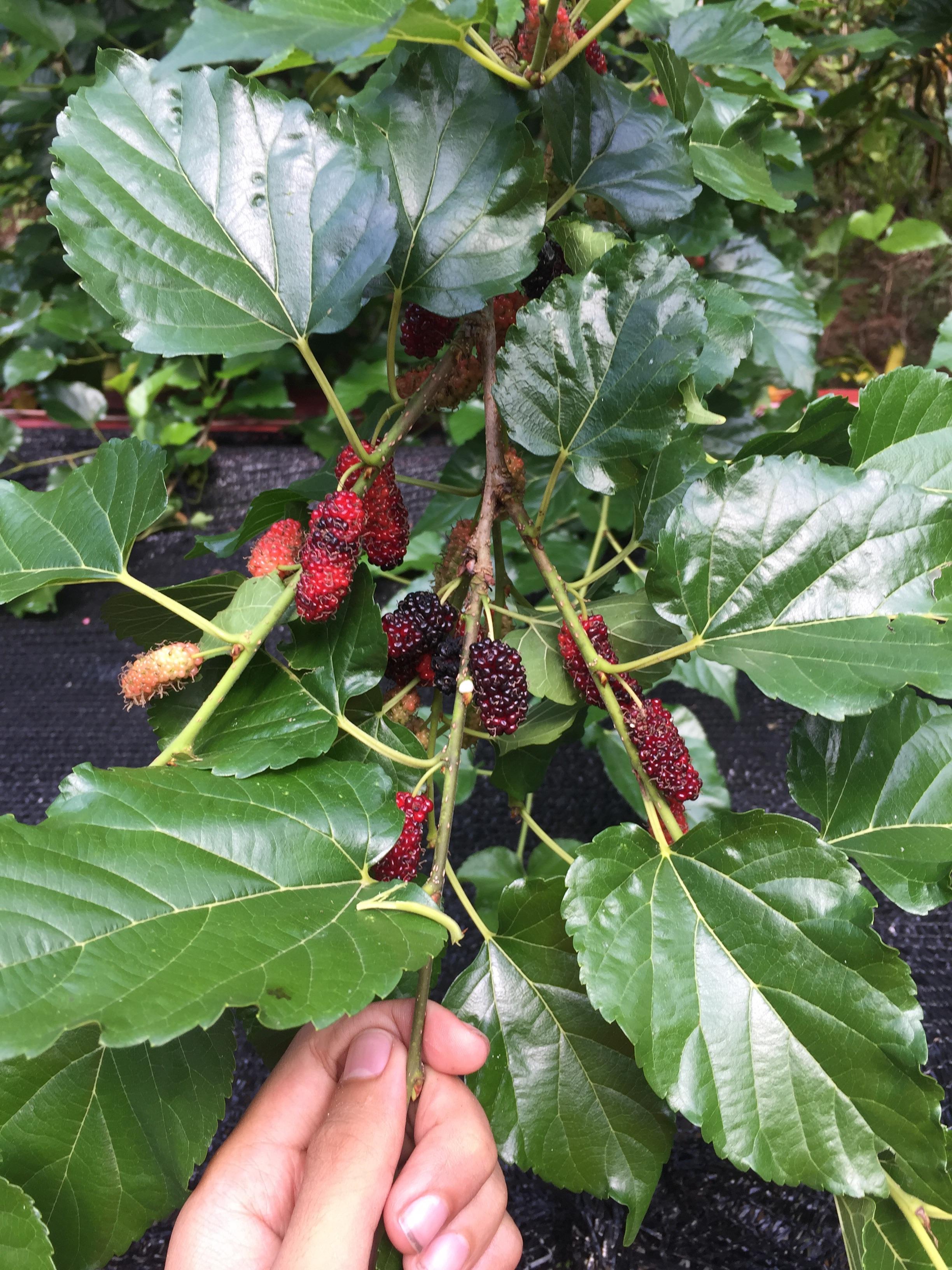 Need help on what to do with loads of mulberries. r/gardening