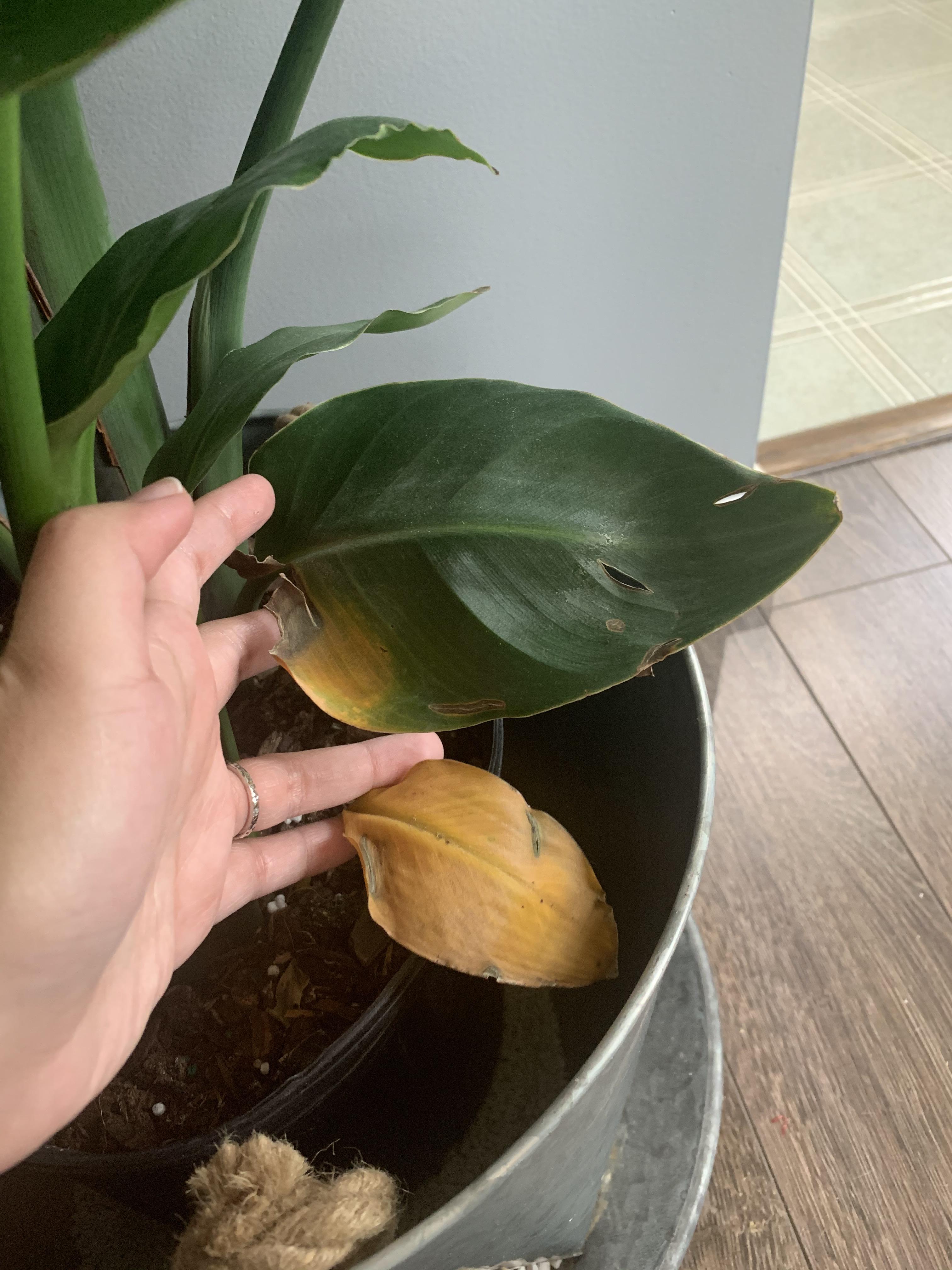 Browning on my birds of paradise. What might be causing this? Another