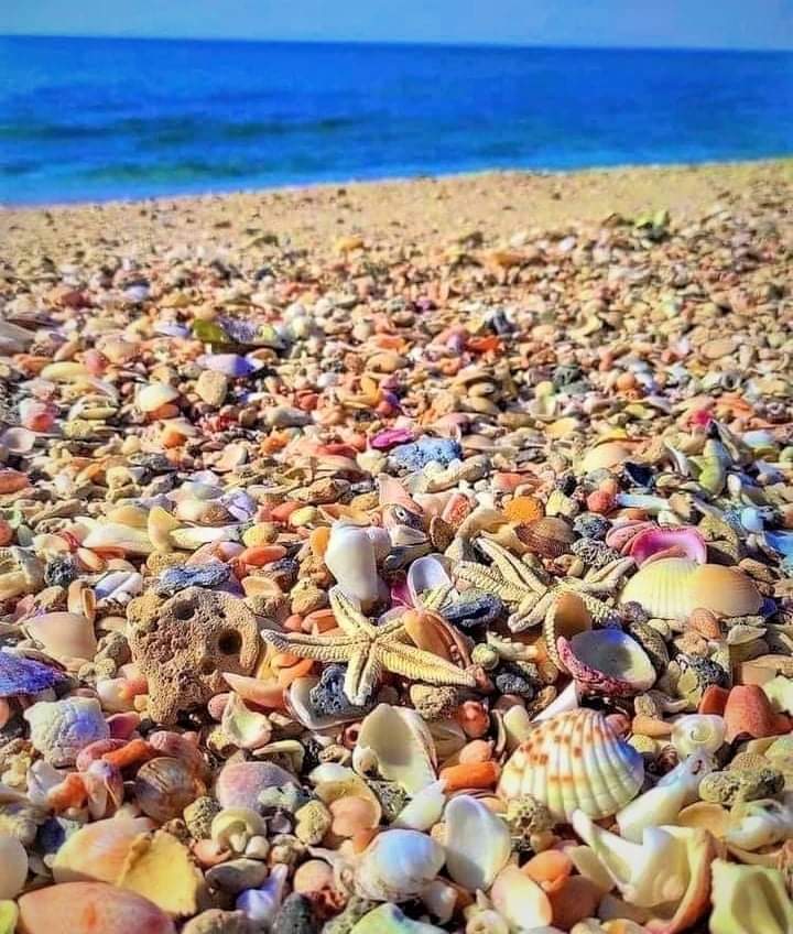 Shell Beach, Sanibel Island r/theviralthings