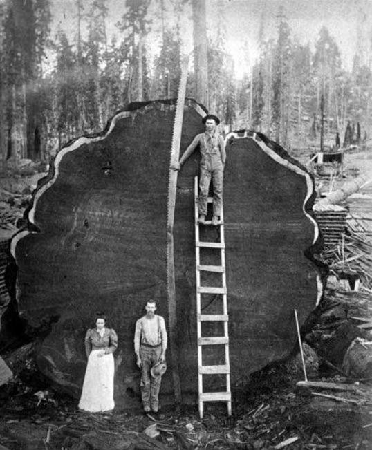 Hand Cut Giant Redwood (1900) r/Damnthatsinteresting