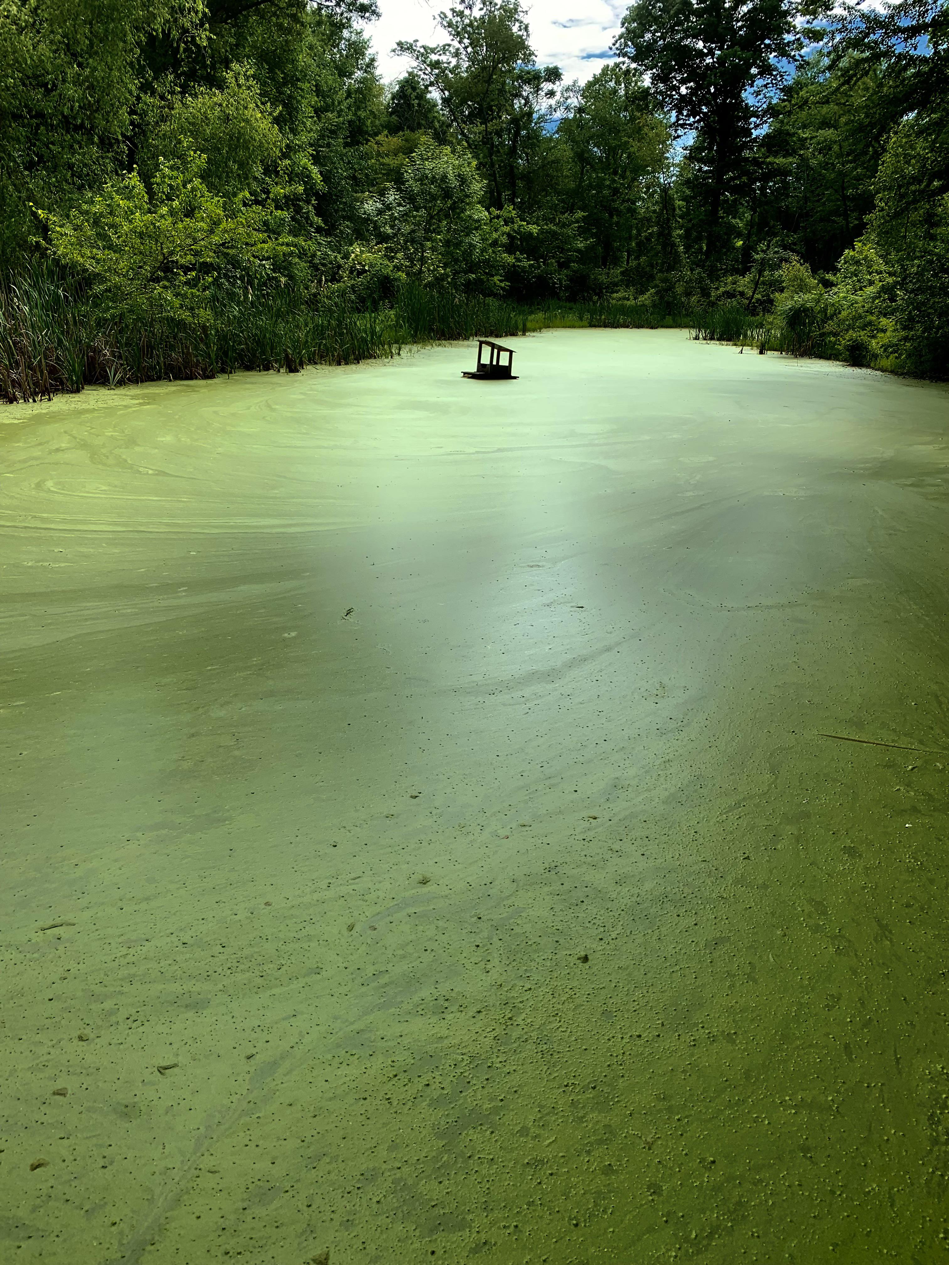 Pond completely covered in algae with a floating birdcage. Some find