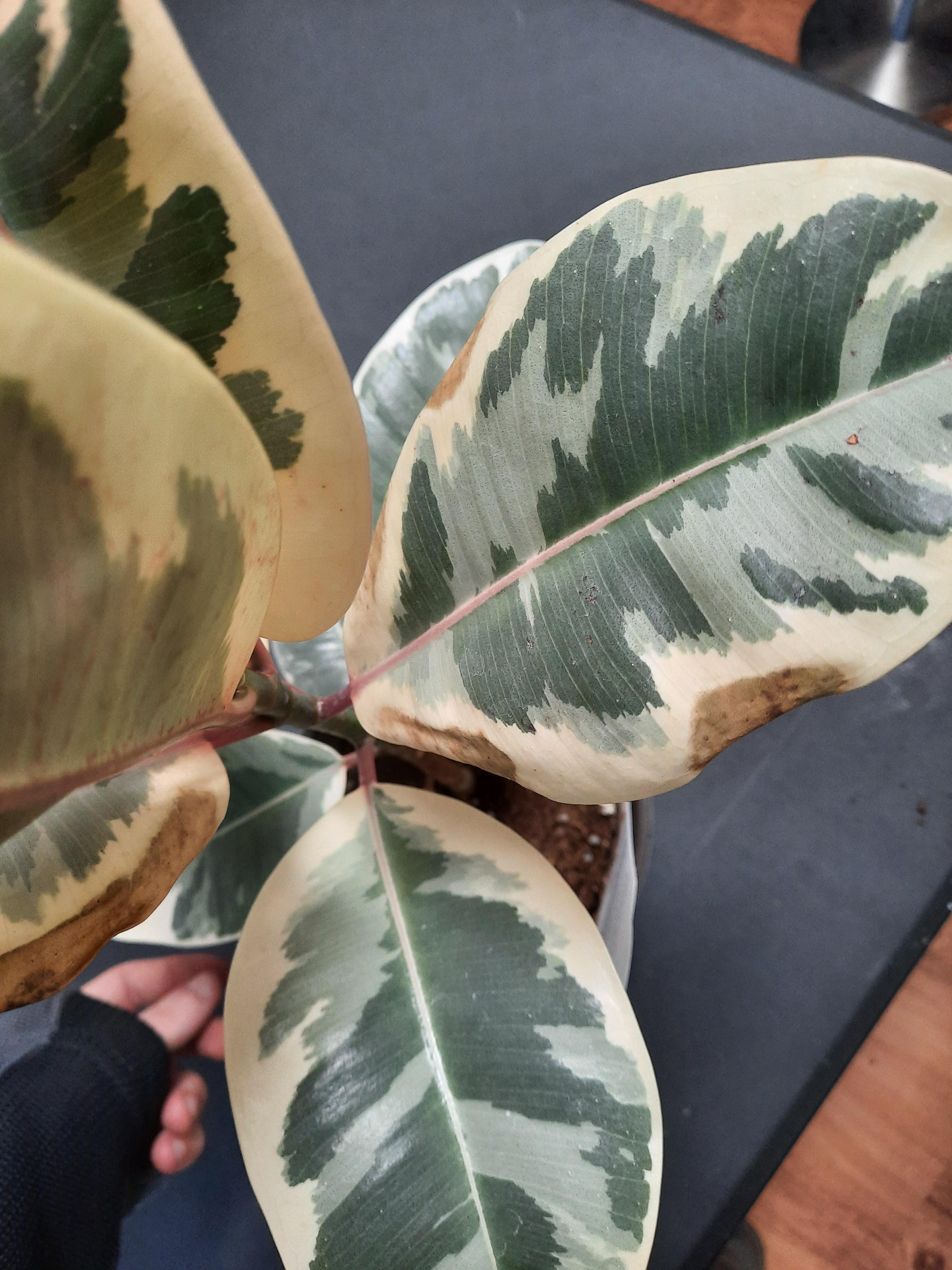Rubber plant leaves turning brown. Havent watered in a week since my