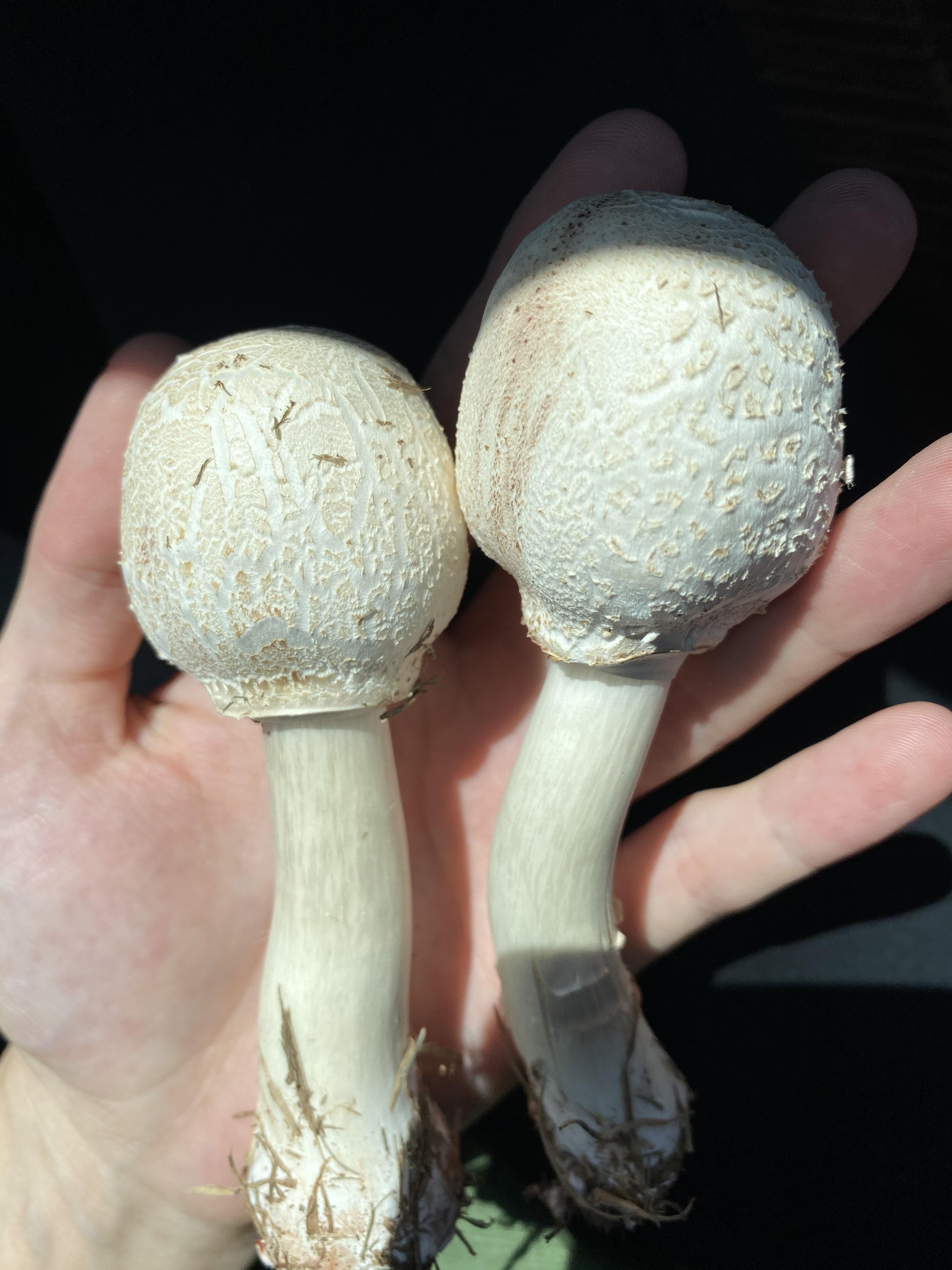 Pretty green spored parasol in the front yard today r/mycology