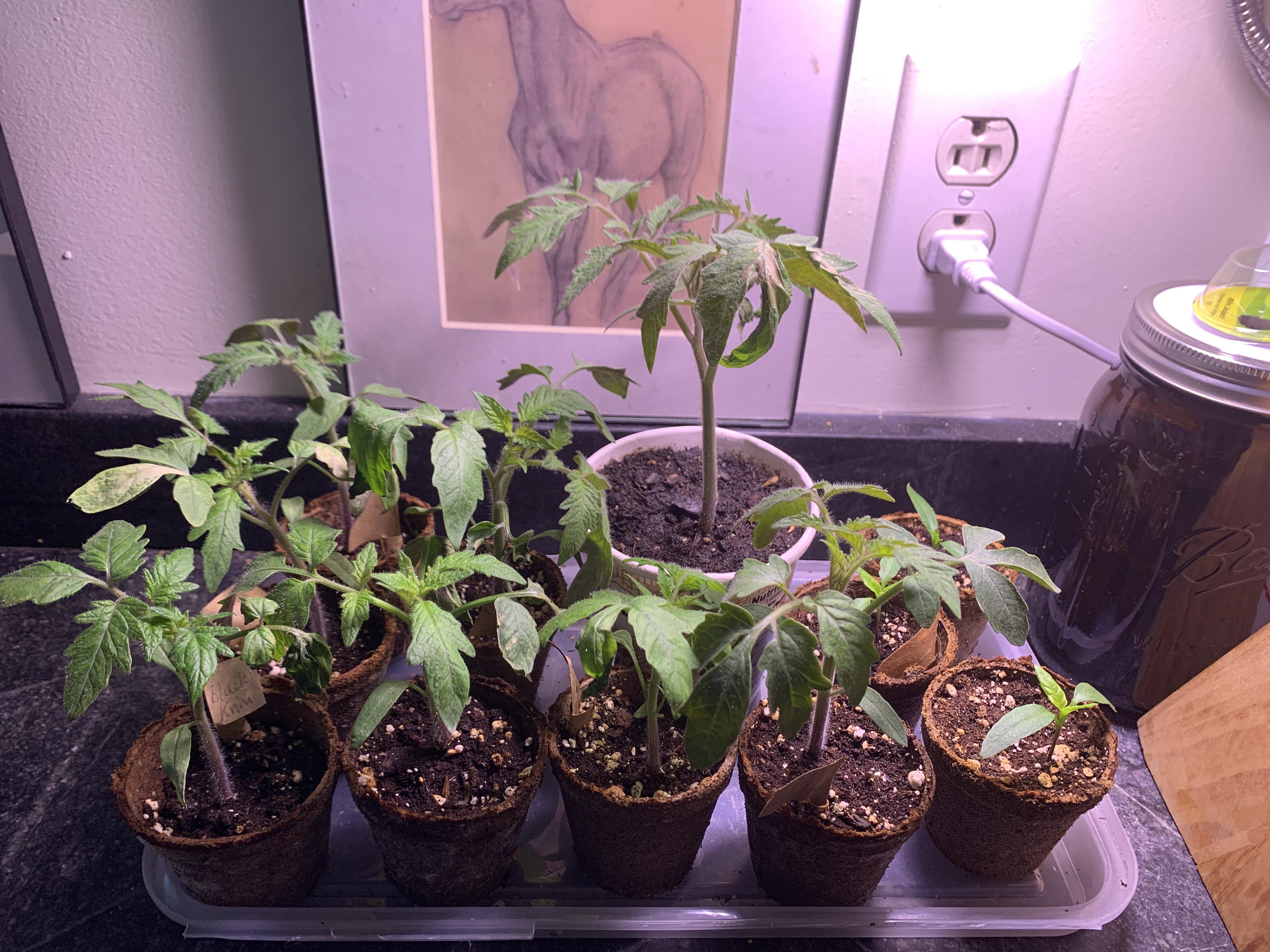 When to plant outside? Zone 7b NYC (sowed 3/21) r/tomatoes