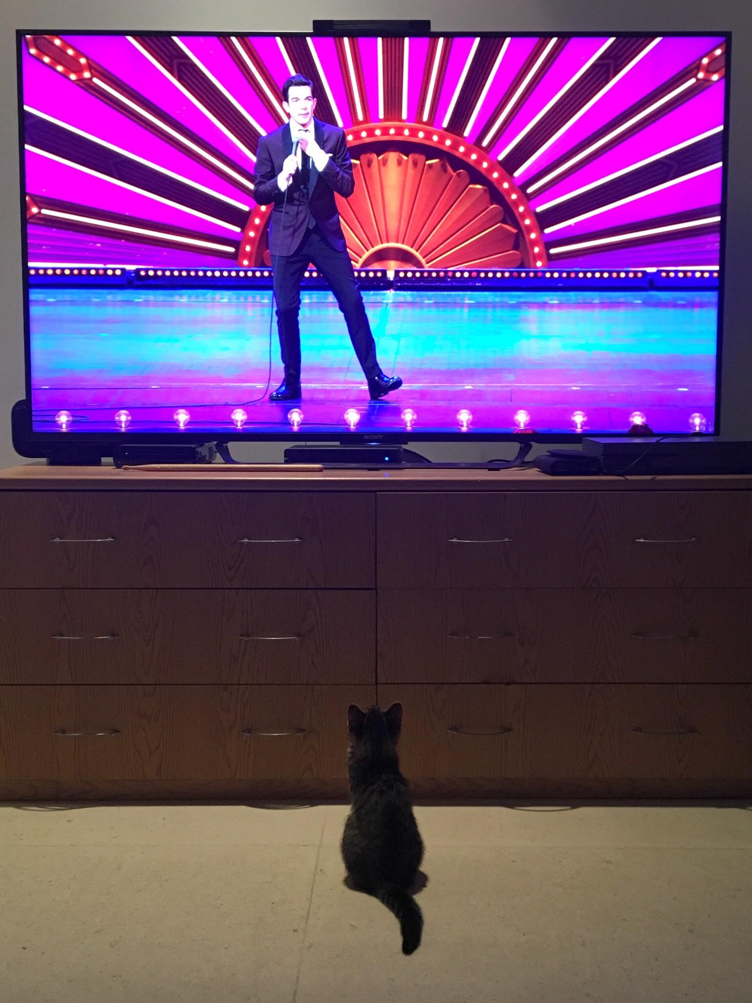 My 3 month old kitten enjoys watching standup comedy r/aww