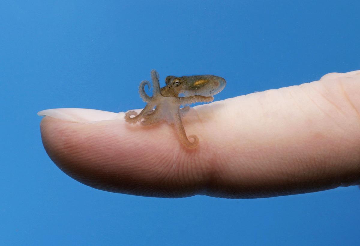 itty bitty baby octopus aww