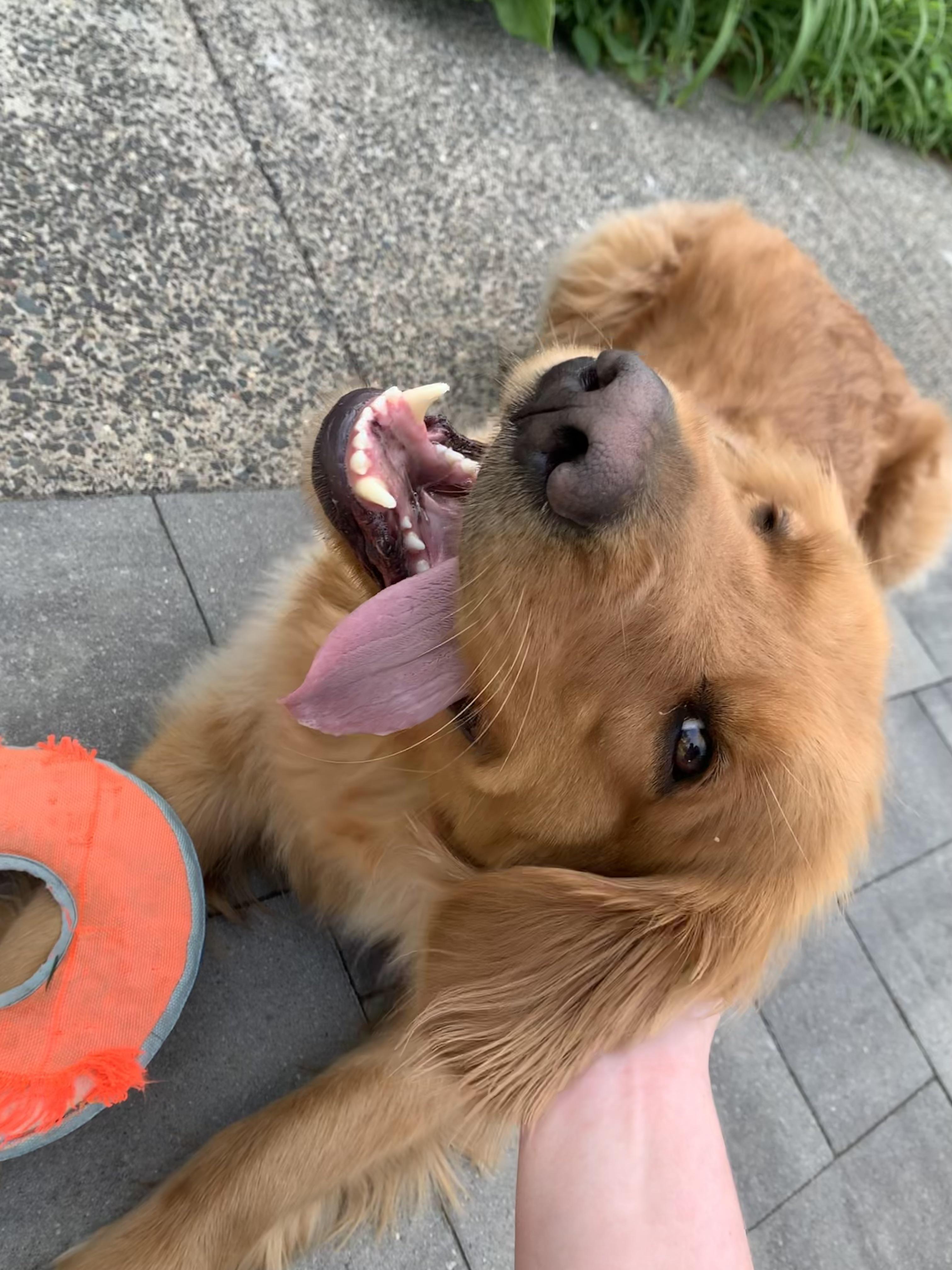 Best Pet Sitter Posts Reddit