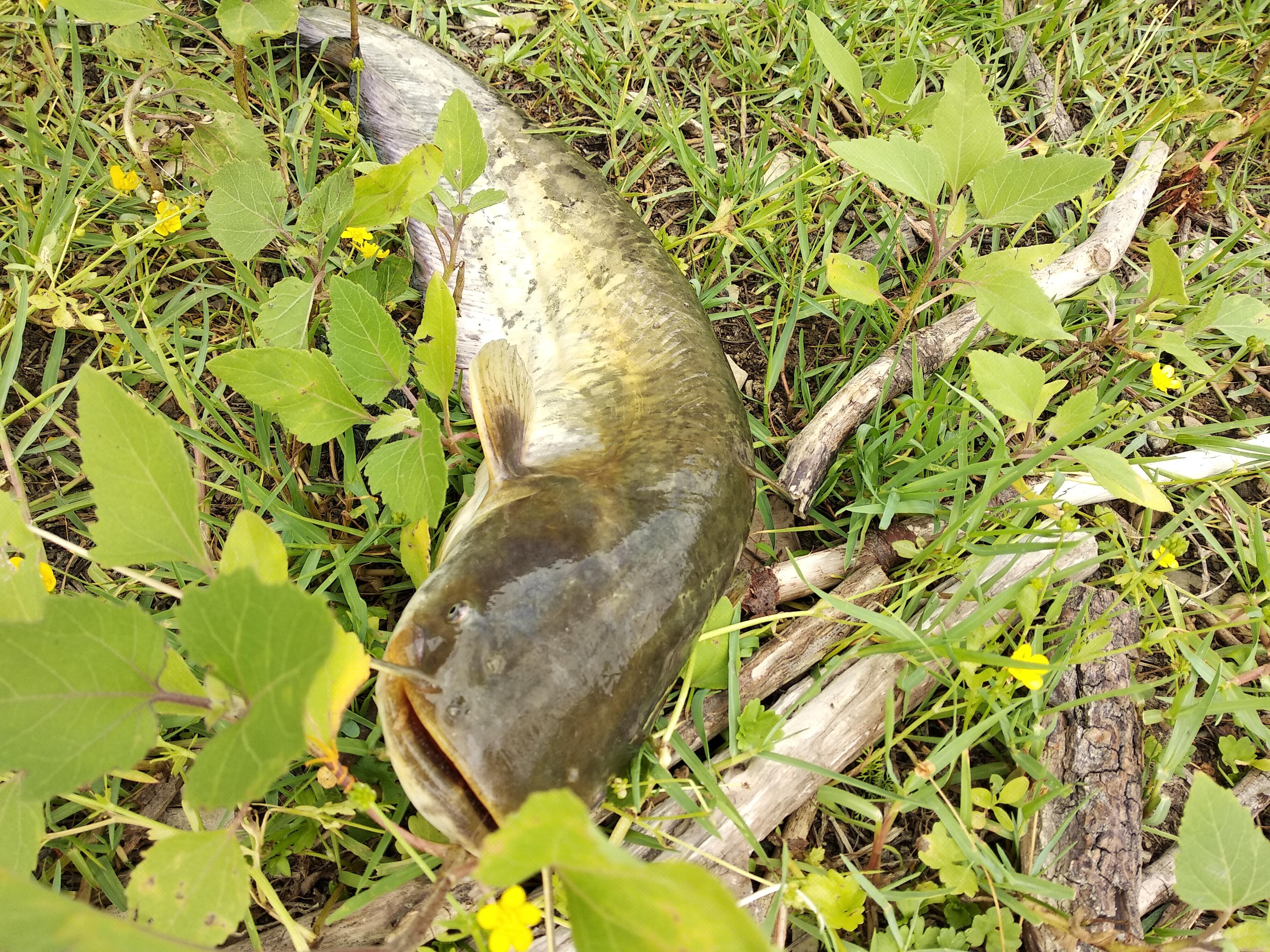 Wels catfish Lake of Corbara, Orvieto (Italy) r/Fishing