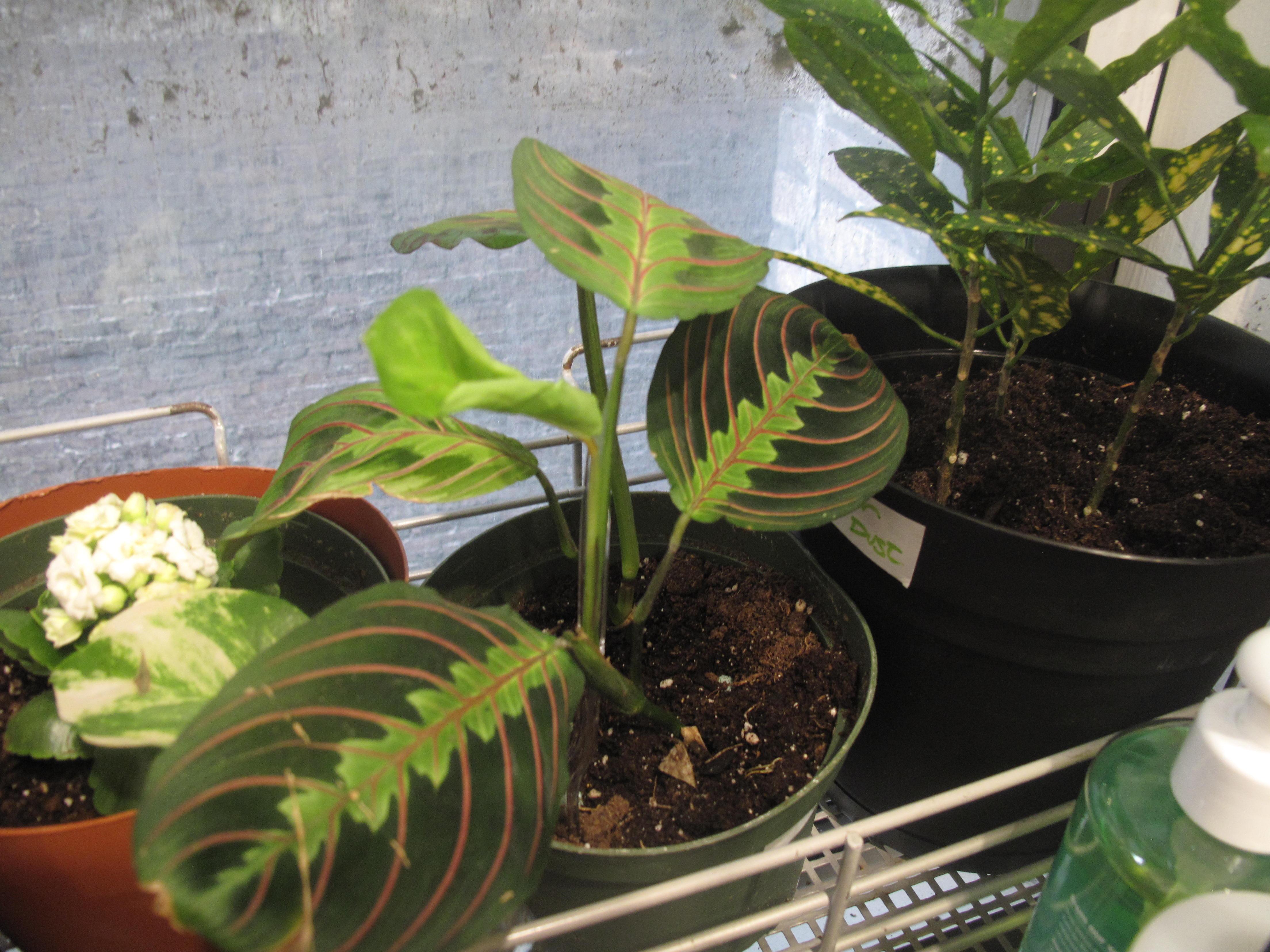 New leaf on prayer plant D