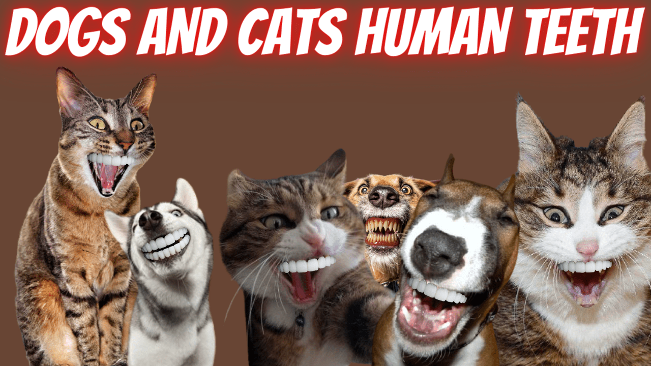 What If Our Cats And Dogs Had Dentures? r/Funnymemes
