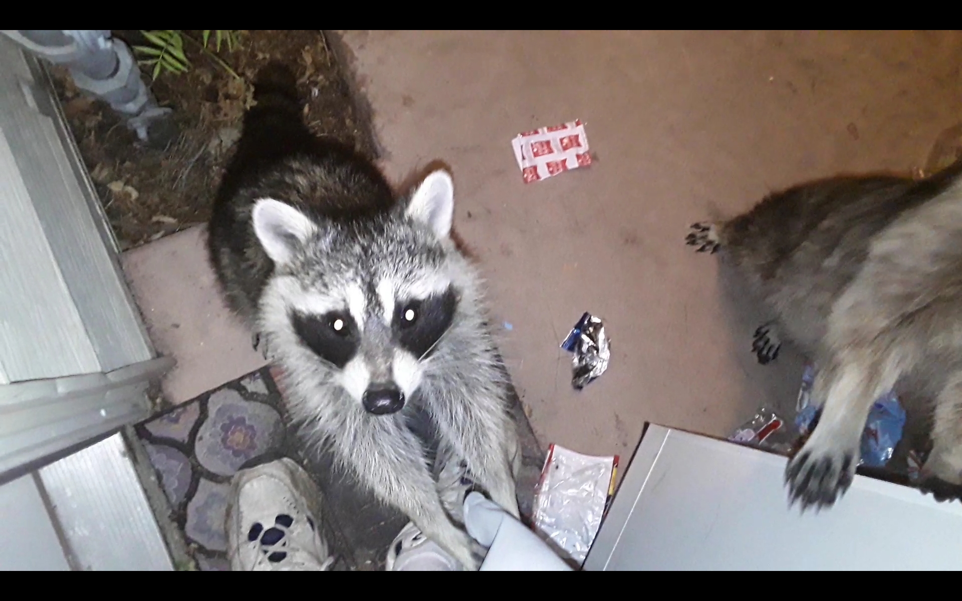 Please give us more treats we promise to clean this up! r/Raccoons