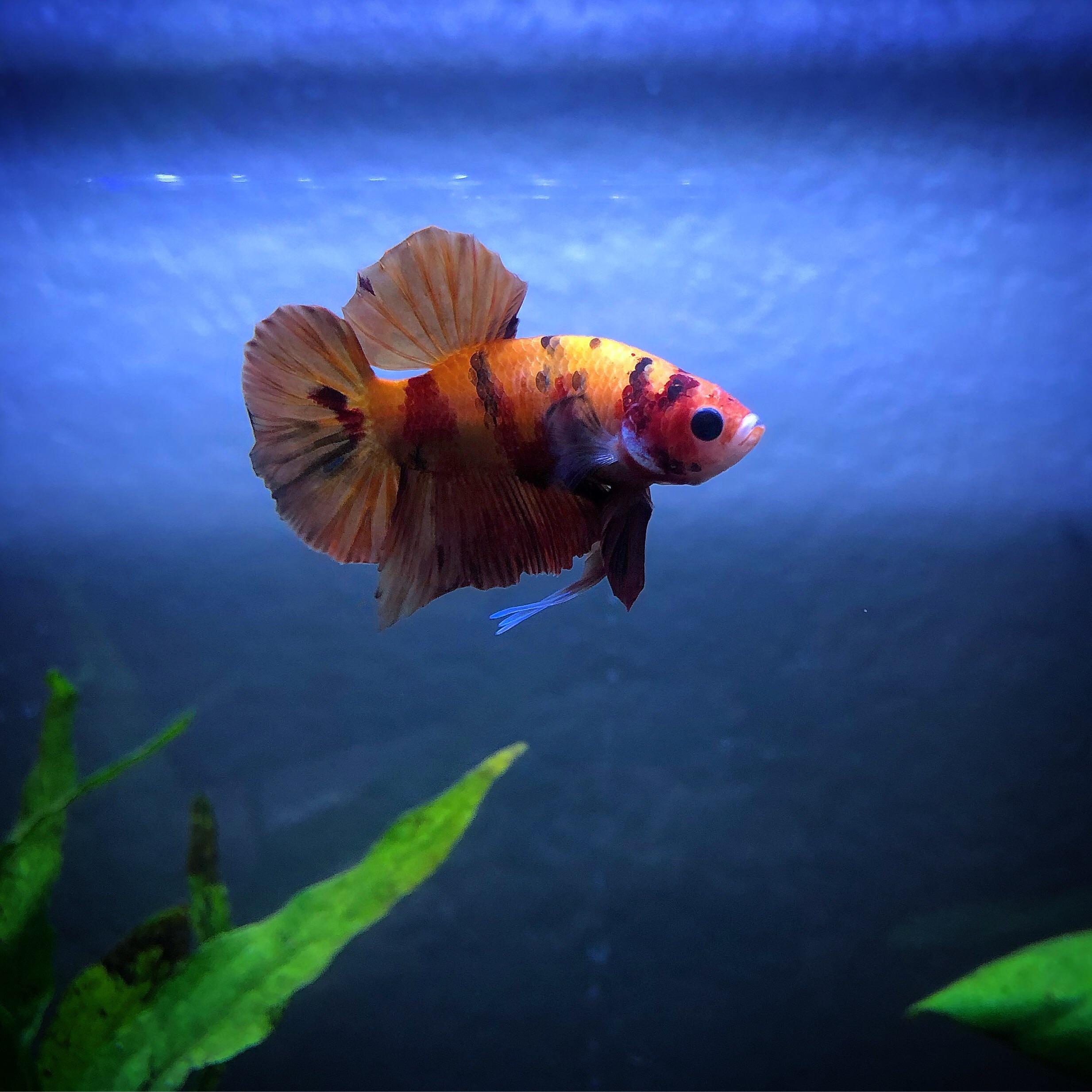 koi betta fish Betta koi halfmoon splendens hmpk 雄性 varieties