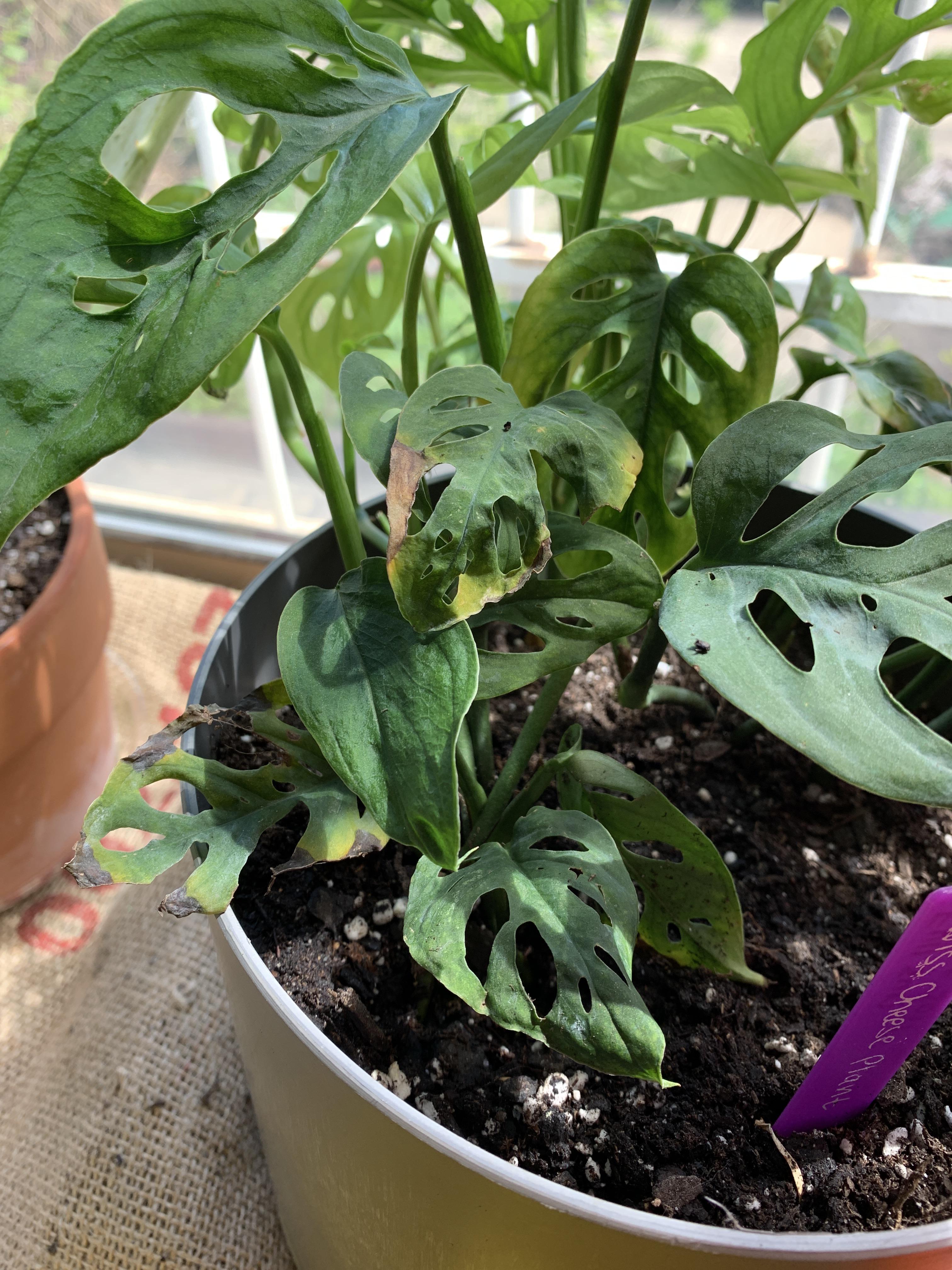 Swiss cheese plant, leaves turning yellow and brown. It’s in a SW facing window and the soil is
