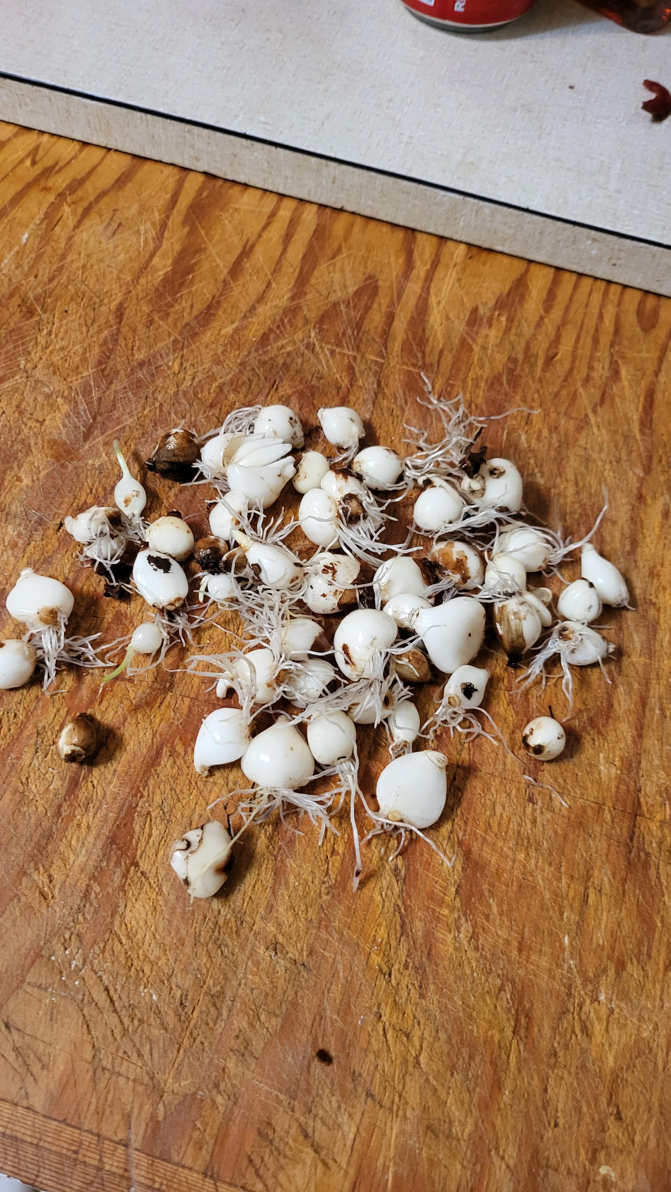 Onion or Death Camas? r/foraging