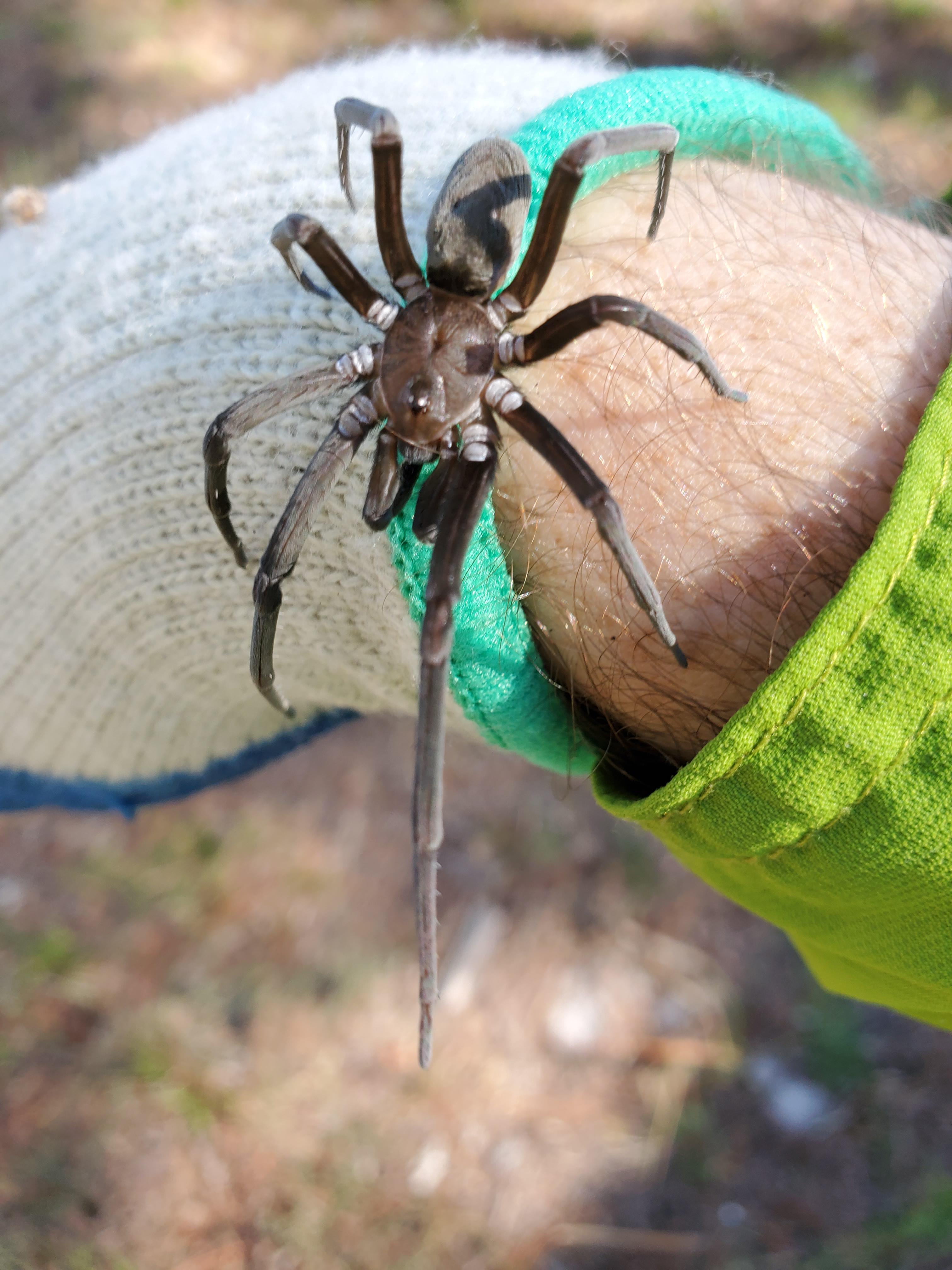 Helped clean an old house last week, and tried to relocate as many
