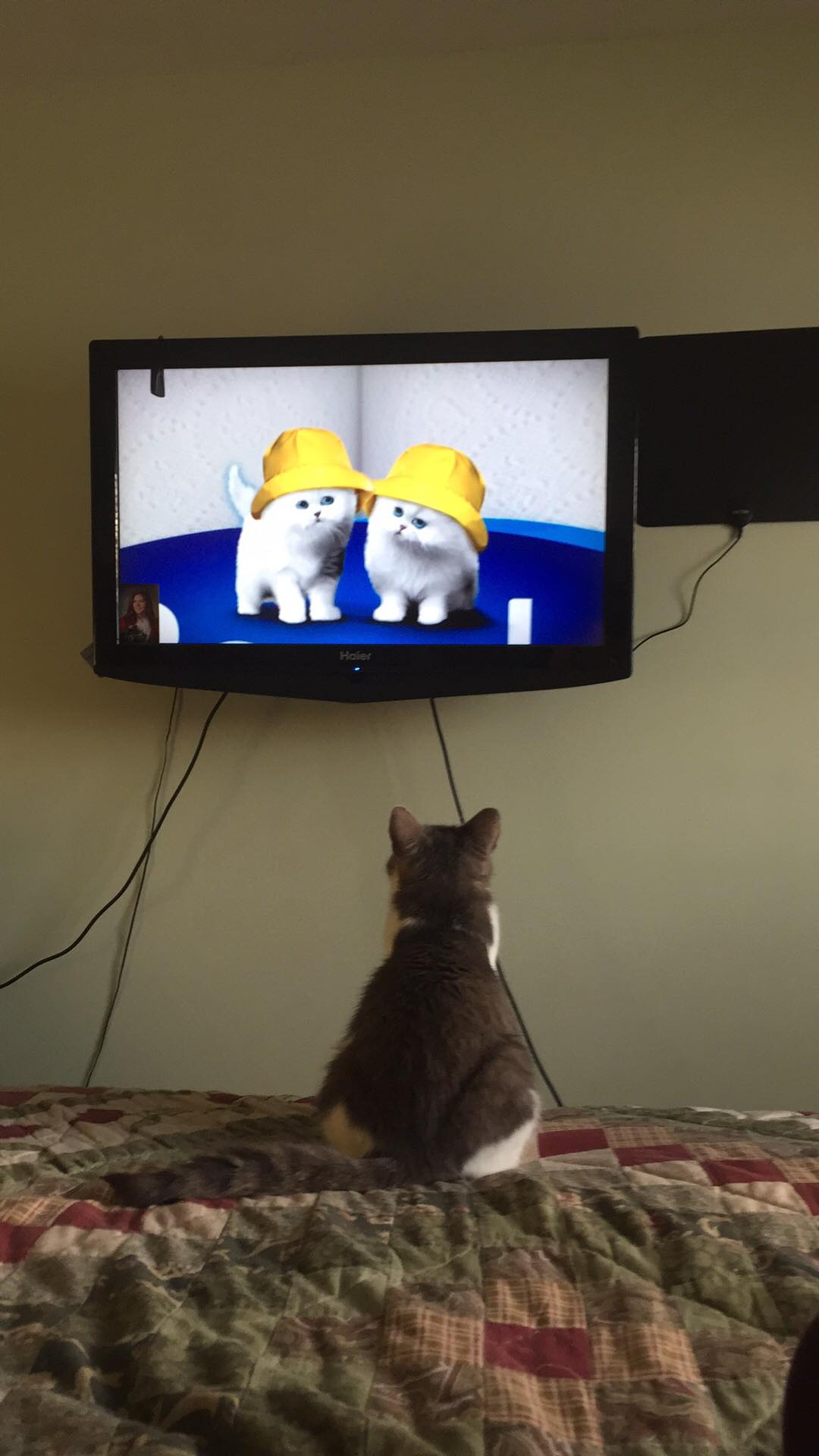 My Sister's Cat Watching Cats on TV r/aww