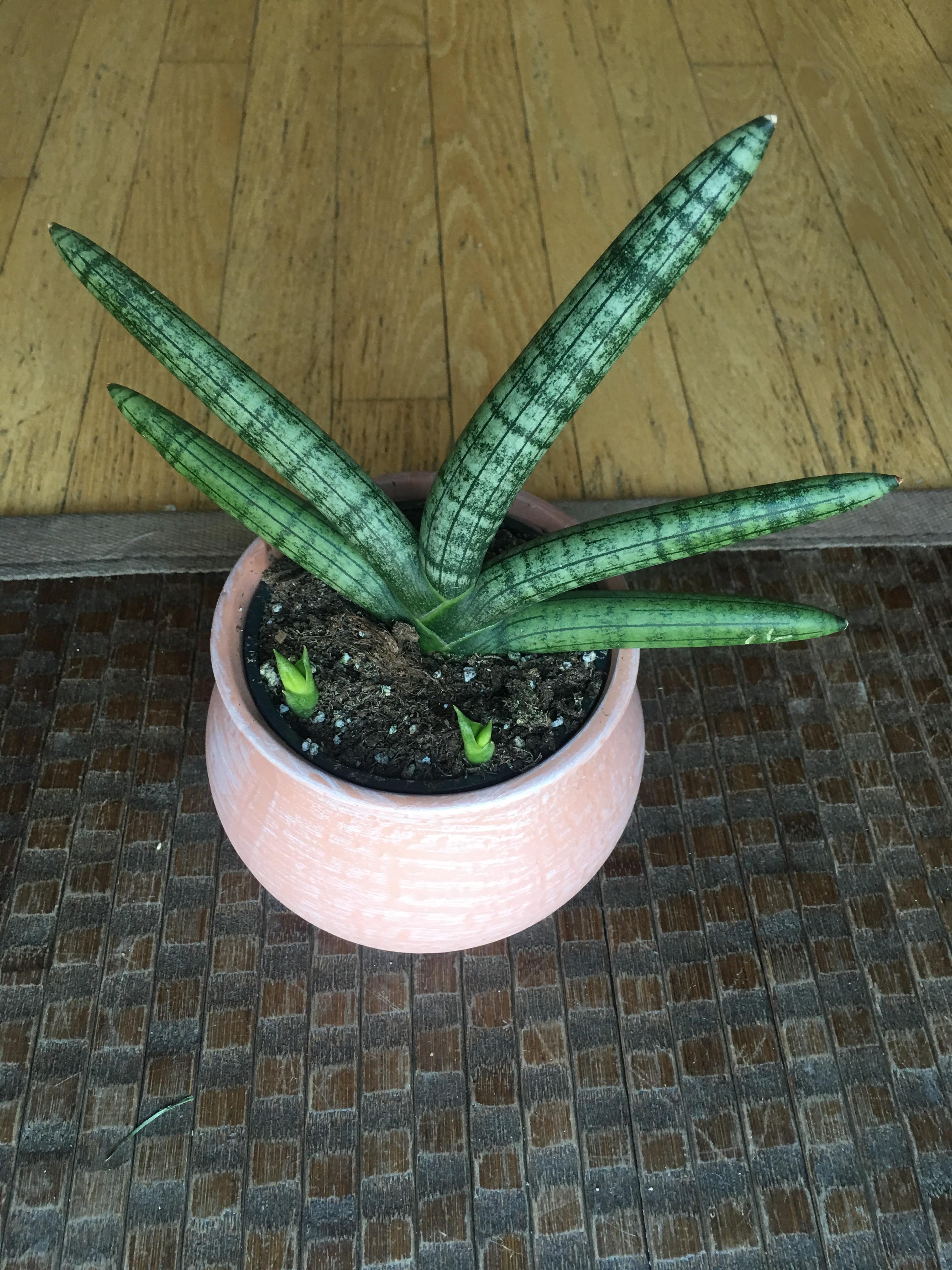 Moms new plant. What is it? And how to care for it. r/cactus
