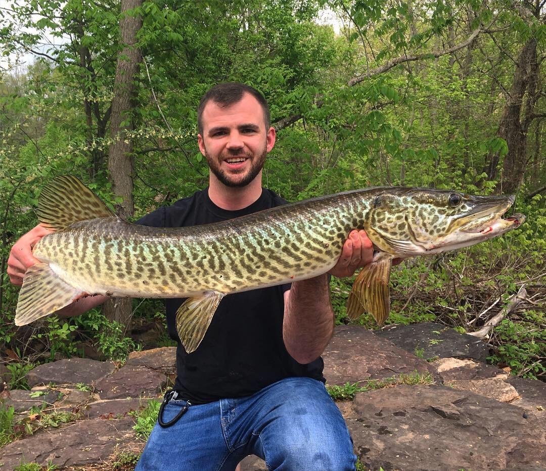 I just peaked. 45” tiger Muskie in a creek. r/Fishing