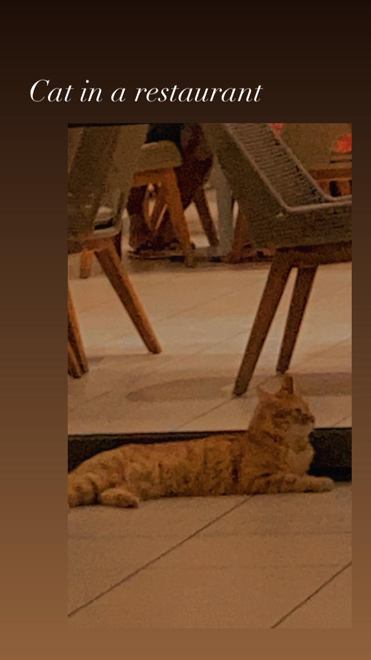 A cat in a restaurant pics