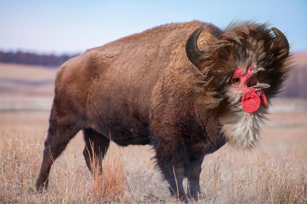 Buffalo Chicken r/HybridAnimals