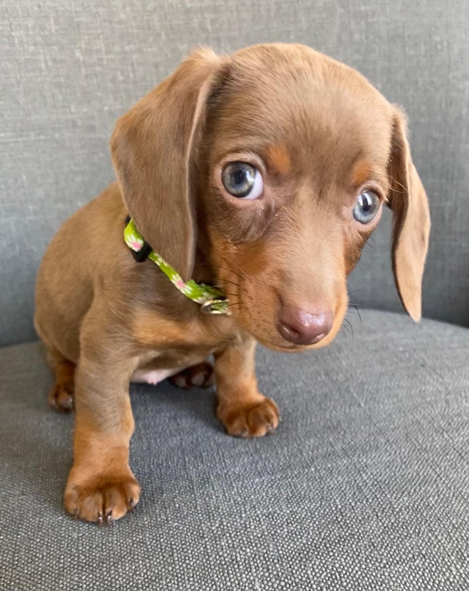 Today, I finally got a new puppy! Reddit, meet Bean! r/aww