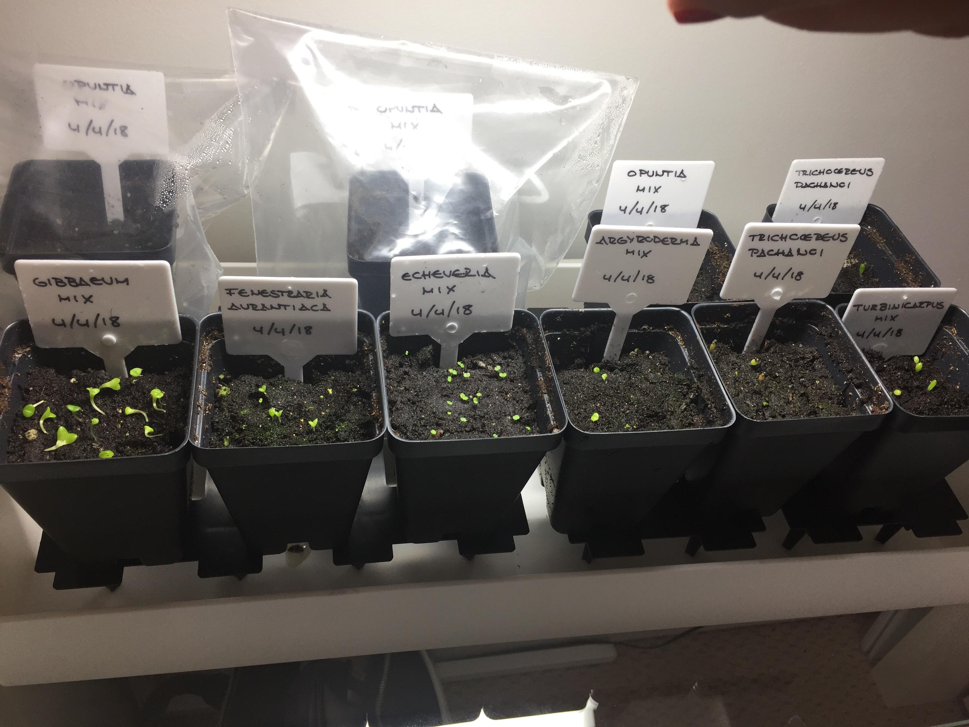 An update on my first ‘growing from seed’ experience. I made some
