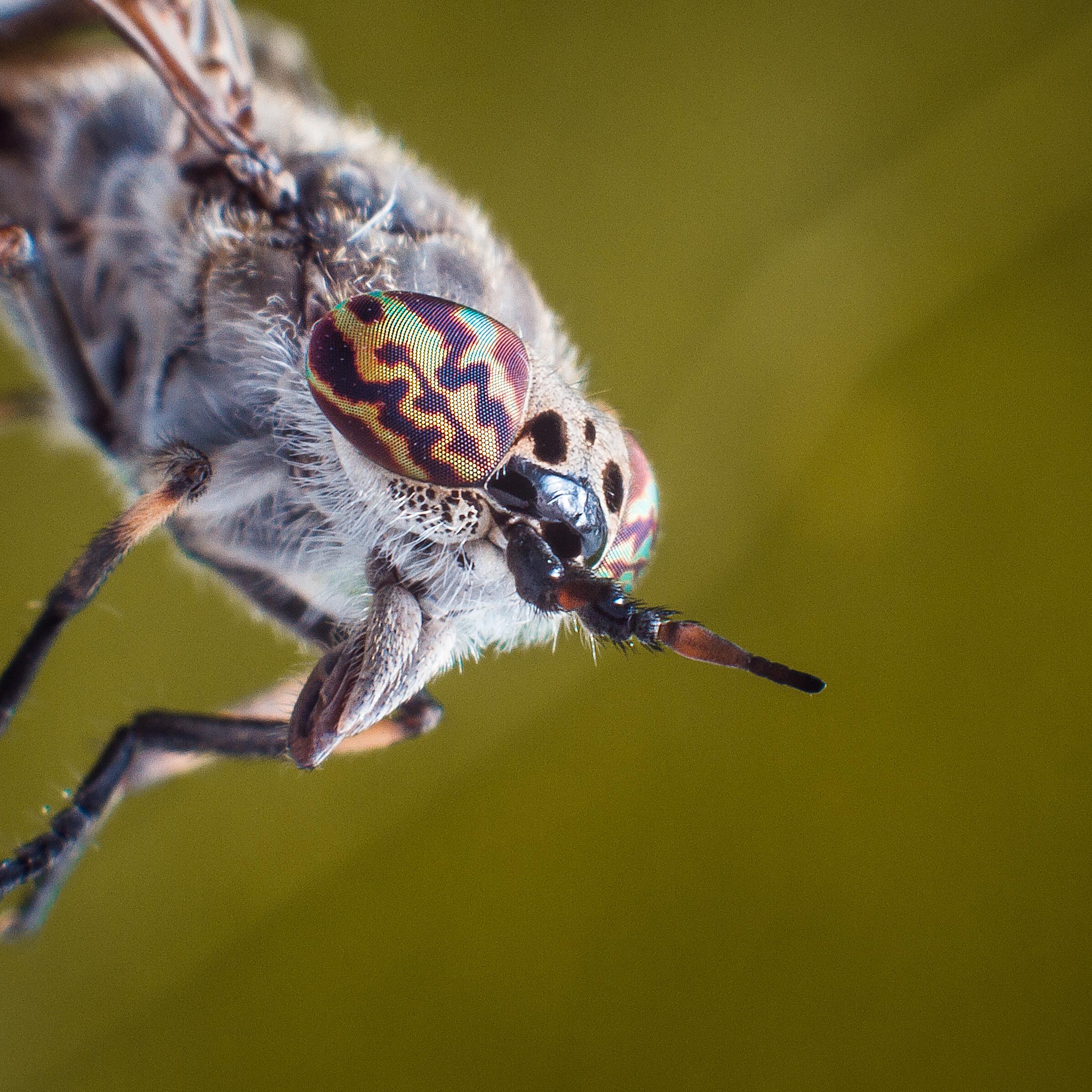 Common Horse Fly [OC] [2397x2397] r/MacroPorn