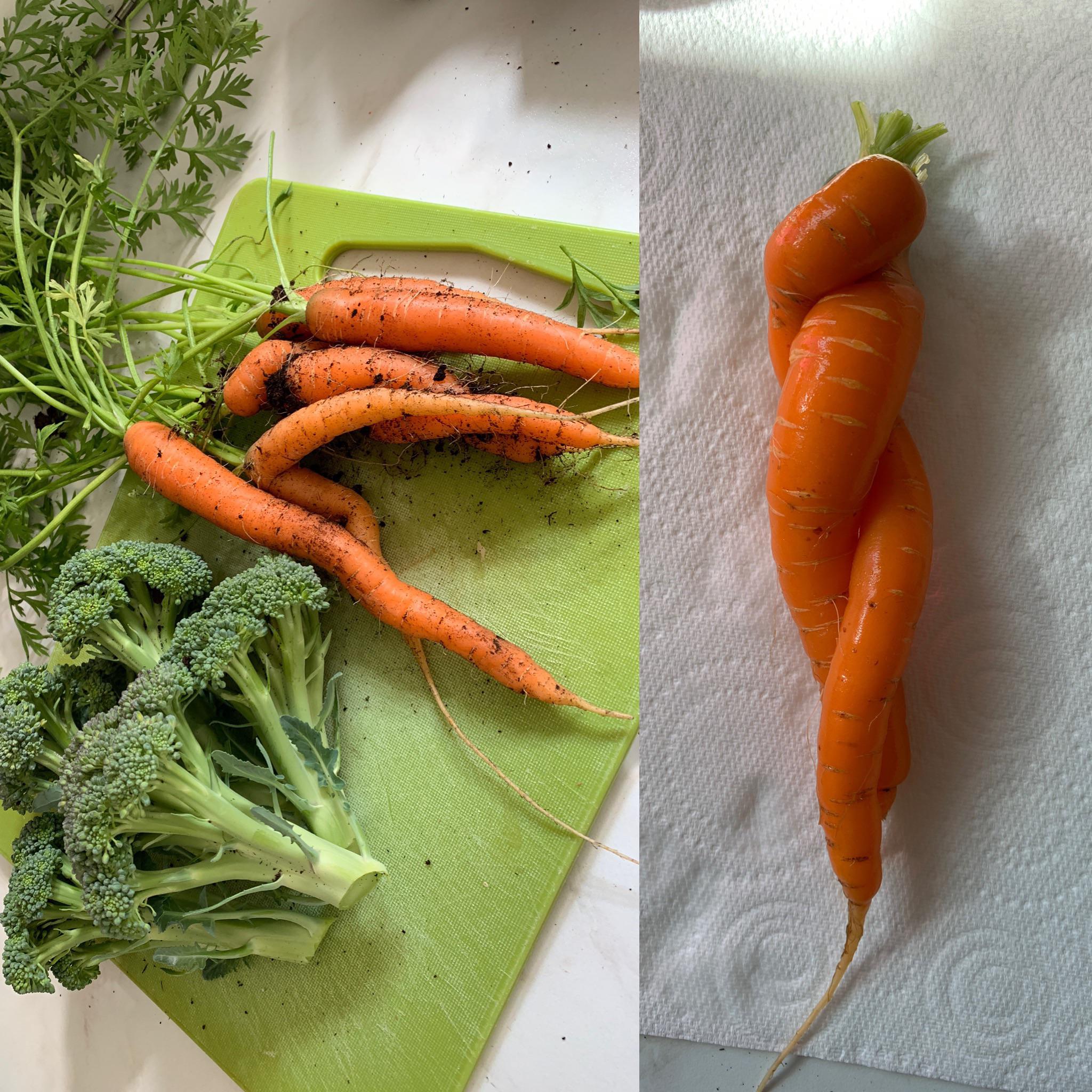 Picking broccoli and carrots for tonight’s dinner & I’ve found Cuddling