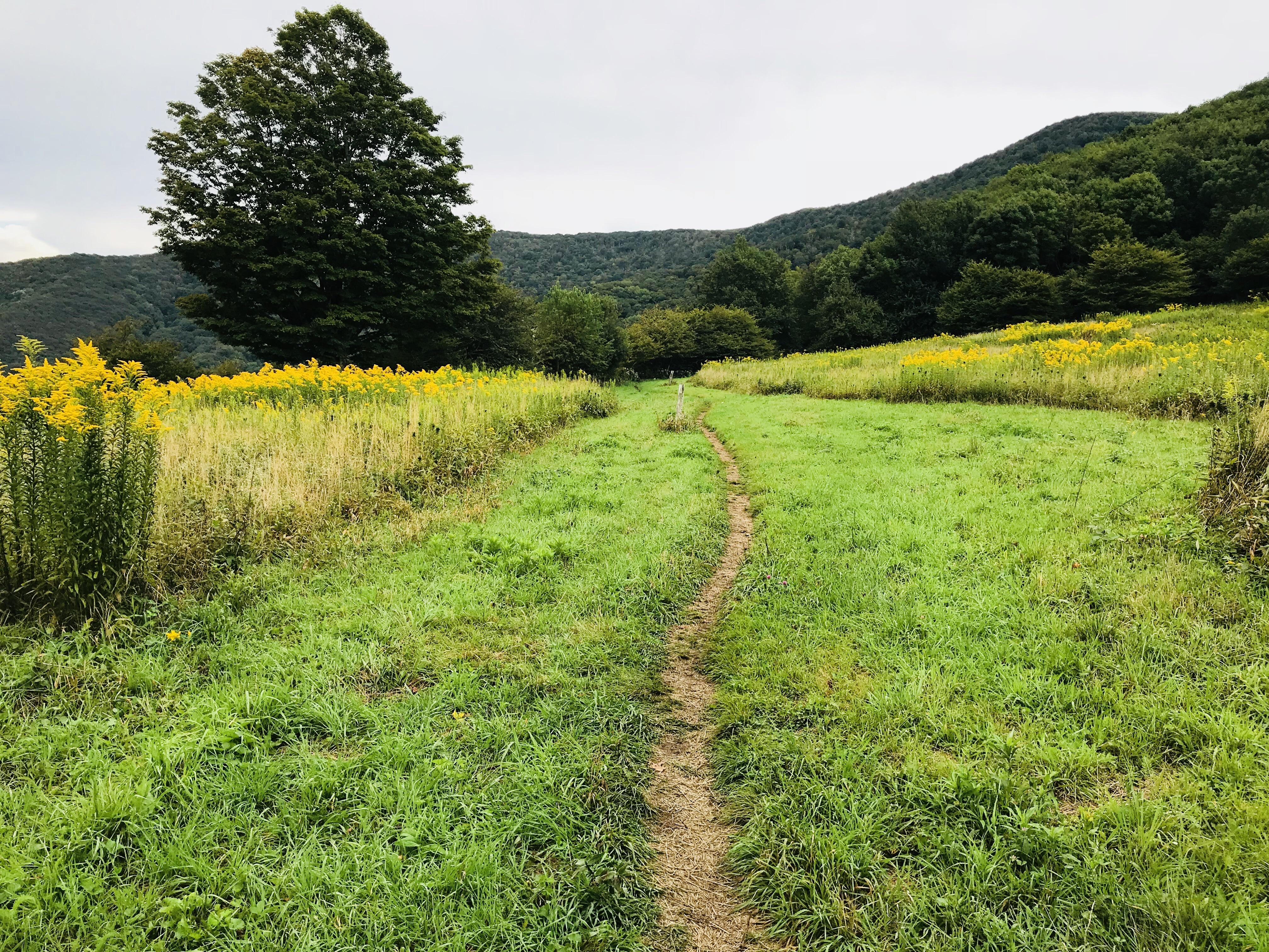 Doll Flats, Appalachian Trail in North Carolina r/hiking