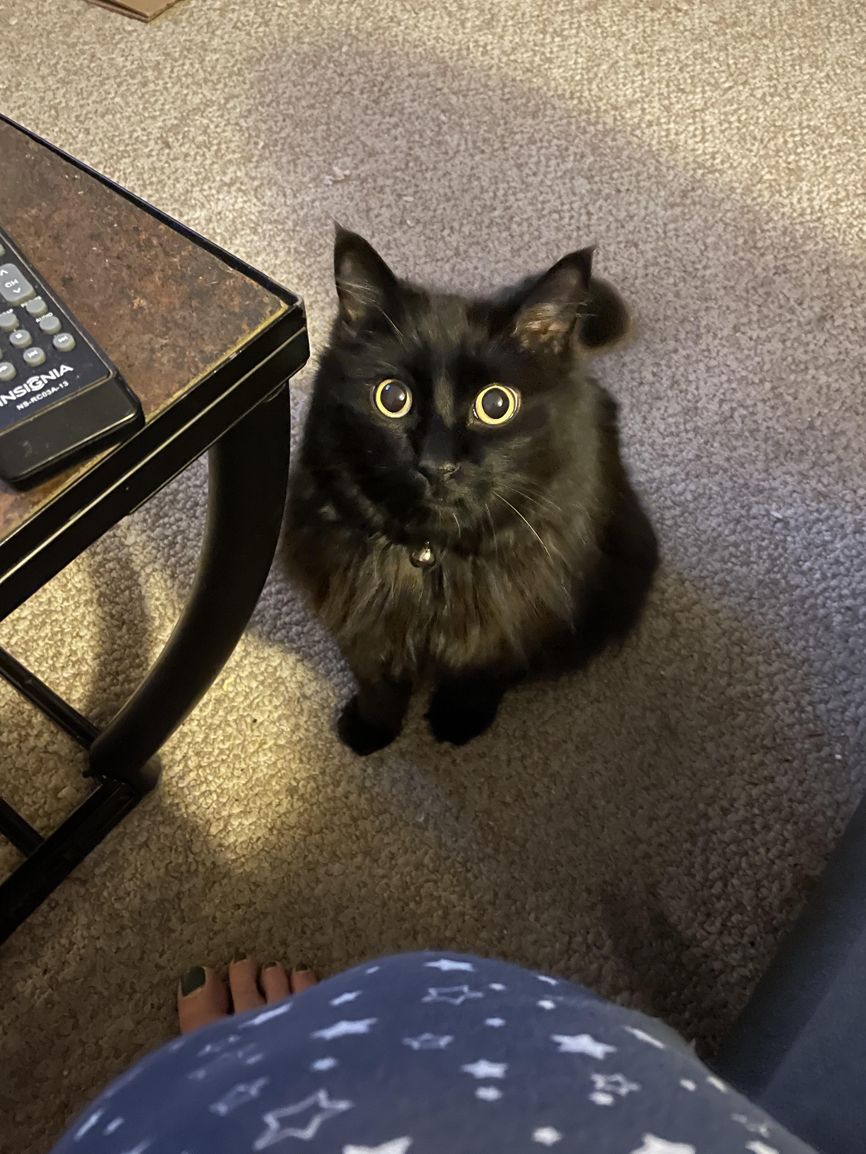 Can't let my cat out because of coyotes in the area. This is him right