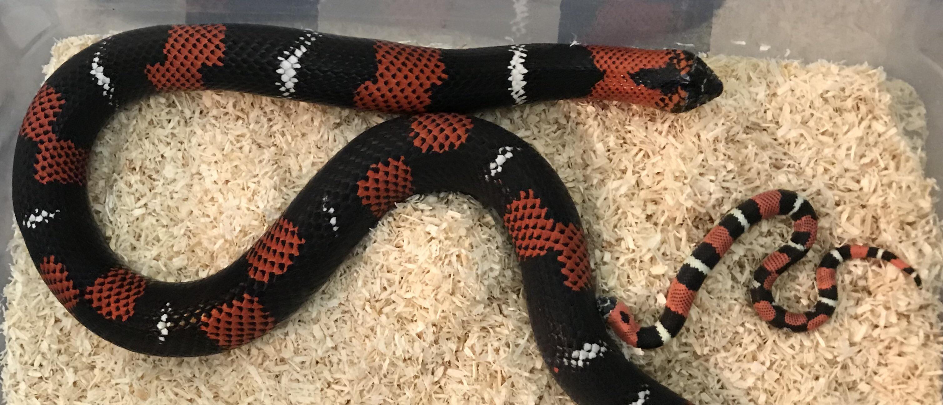 Mother and daughter r/snakes