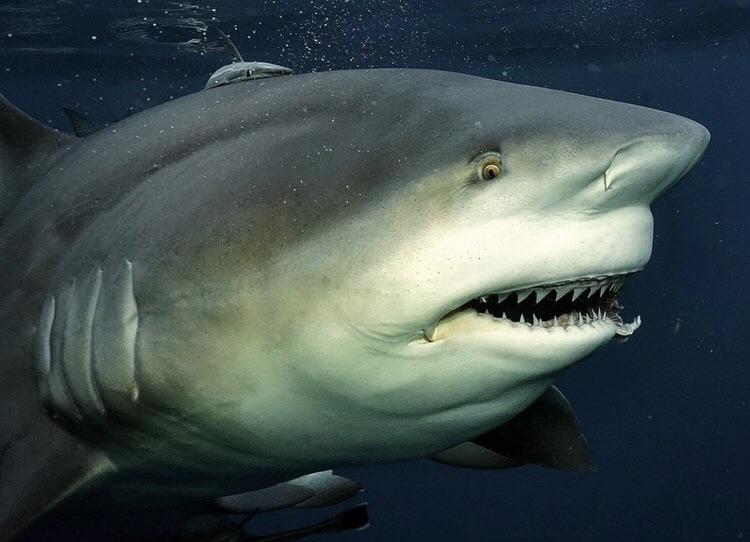 A massive bull shark weighing up to 600 pounds. These sharks have been