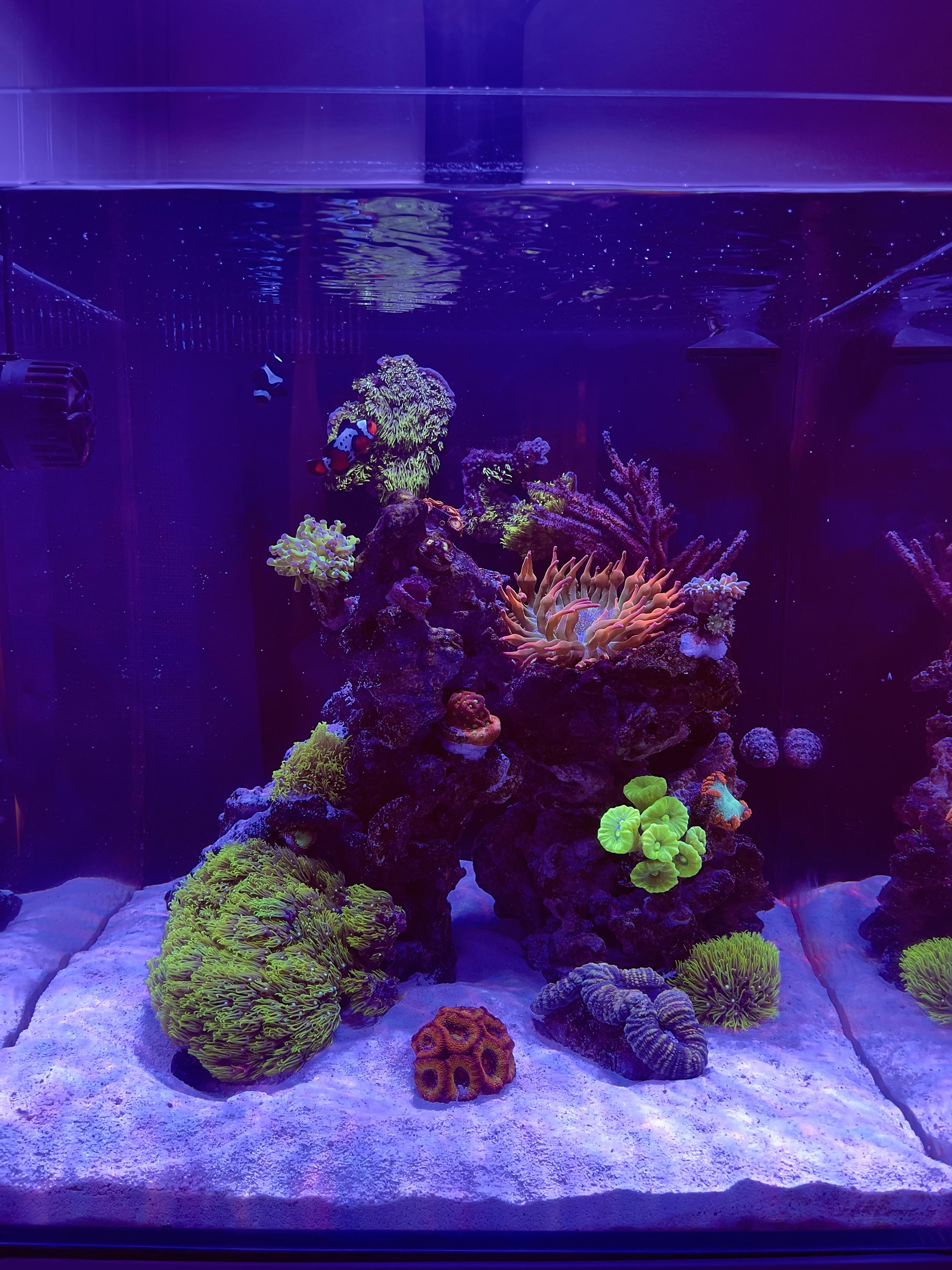 Any love for the nano reefs out there? 20g cube r/ReefTank