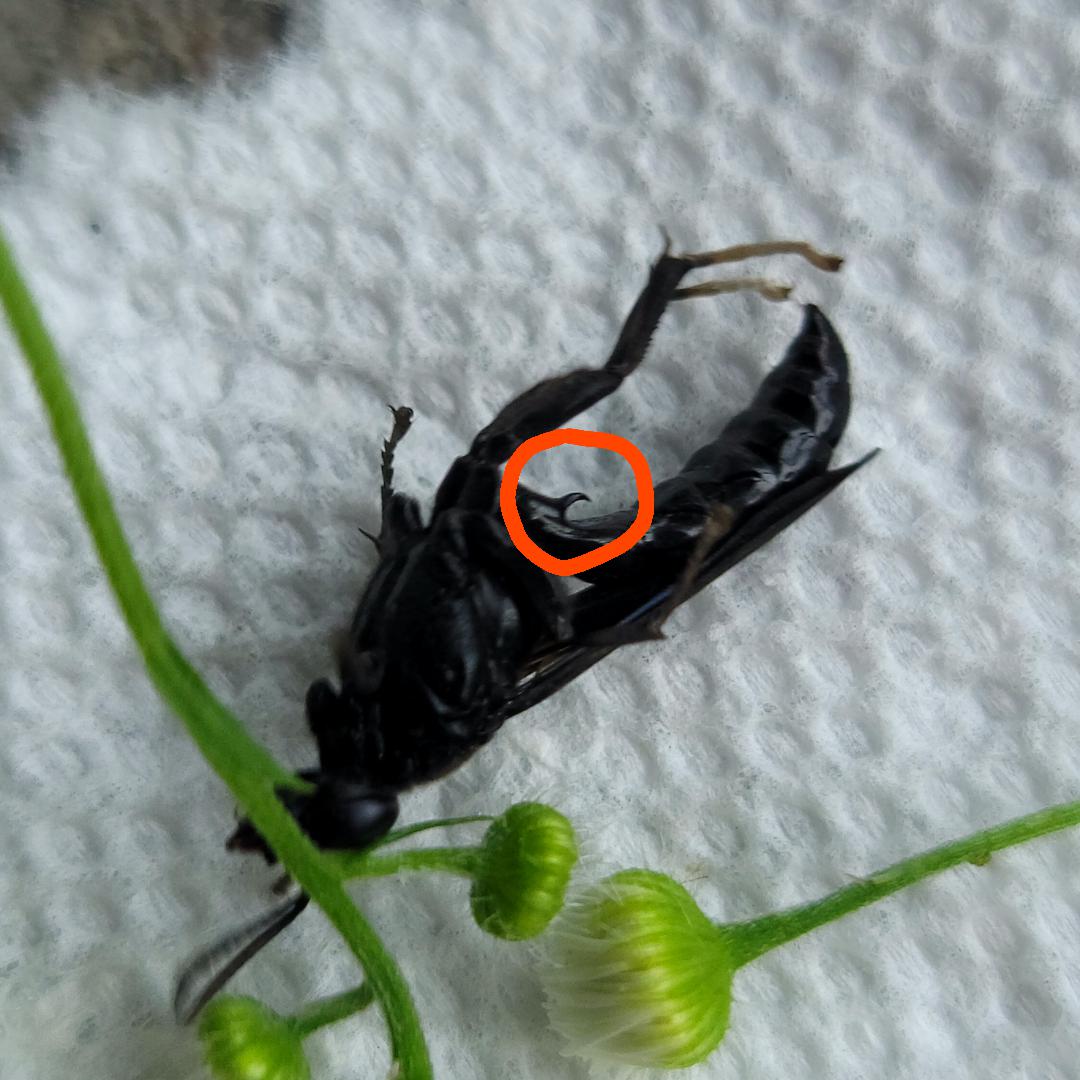 What is this organ/body part on this mud dauber wasp? r/whatsthisbug