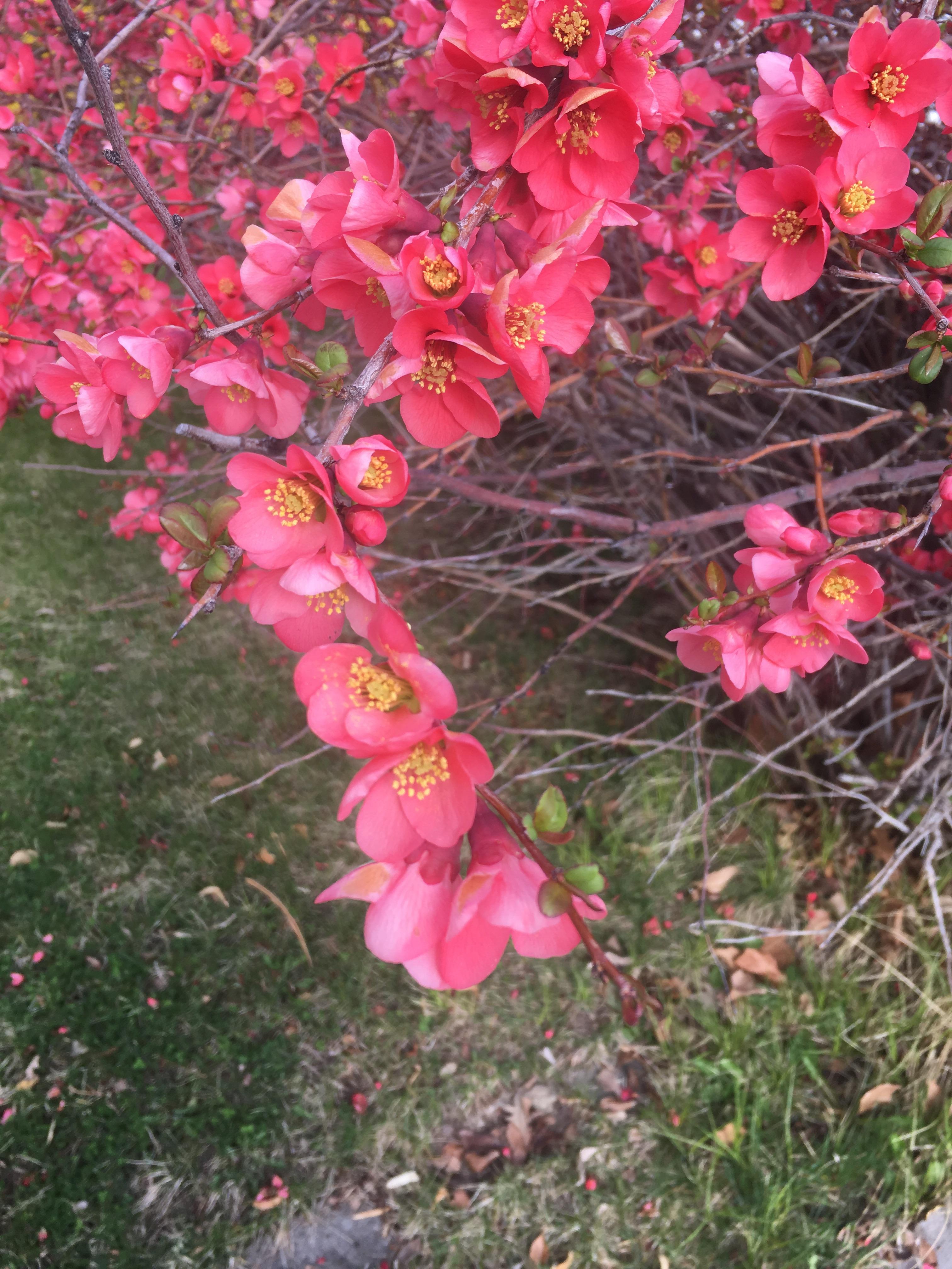 Help identify this bush! Its a large bush I saw walking in northern Nevada. Its blooms are