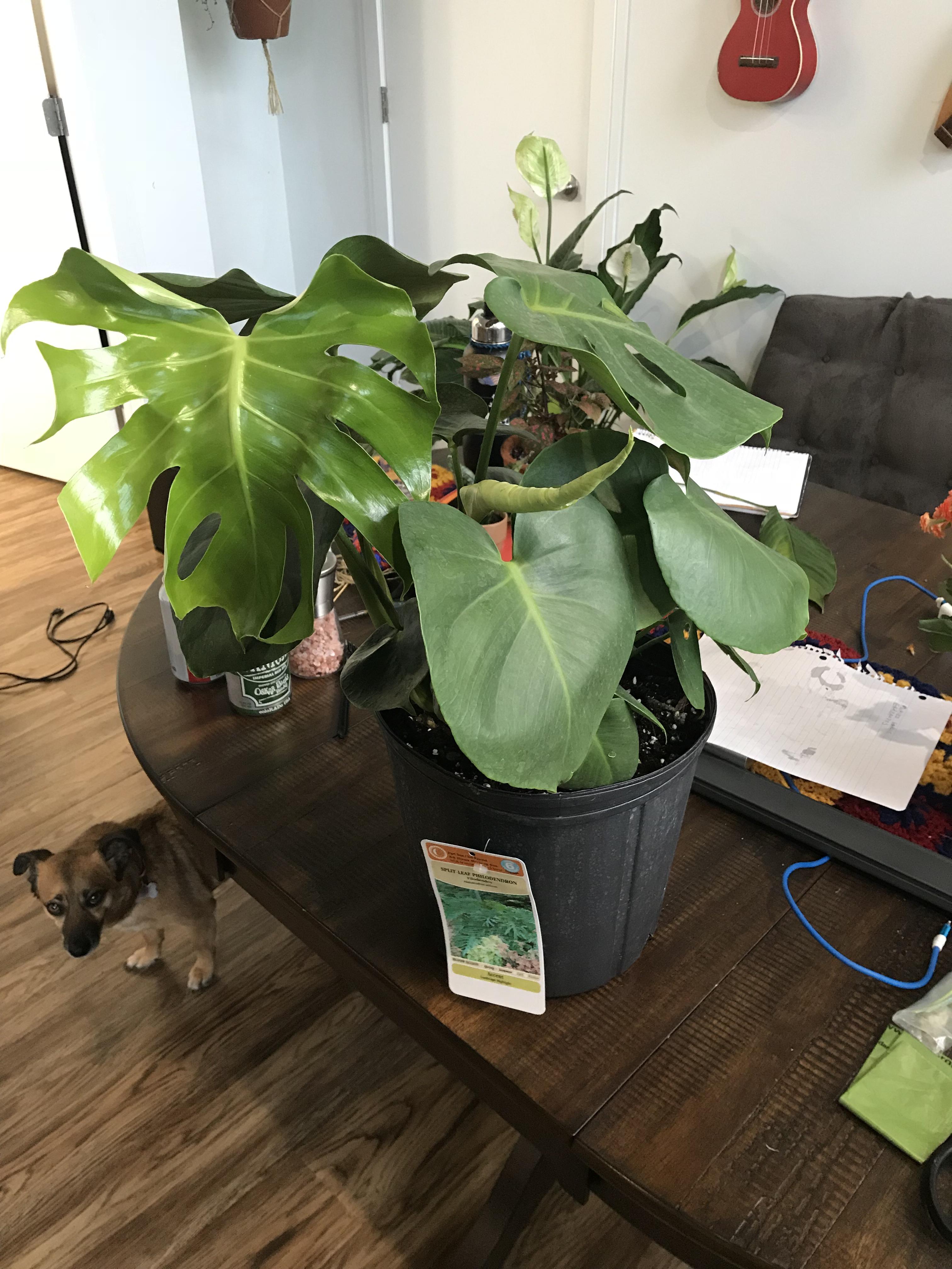 Mislabeled monstera? Tag says philodendron selloum and splitleaf