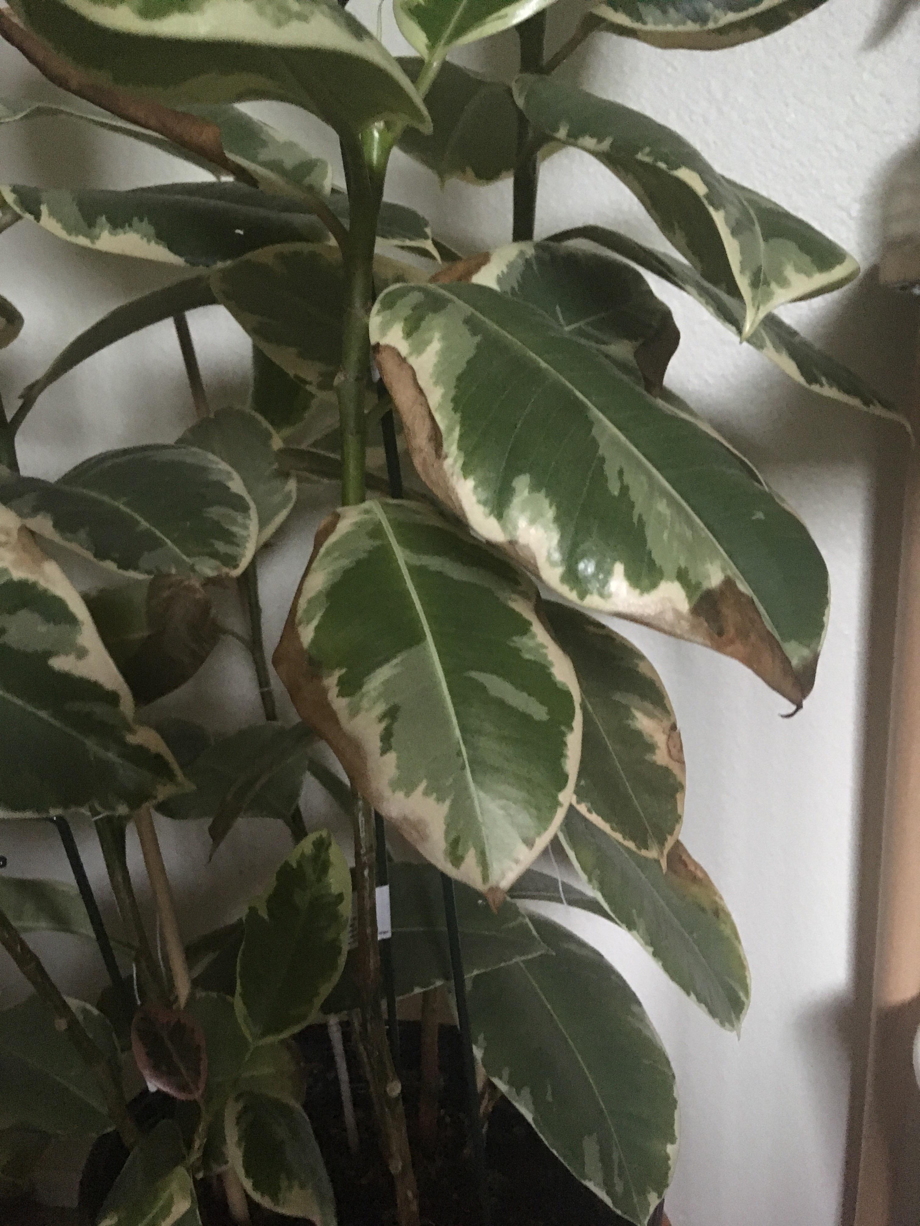 Variegated rubber plant edges turning brown and lower leaves falling